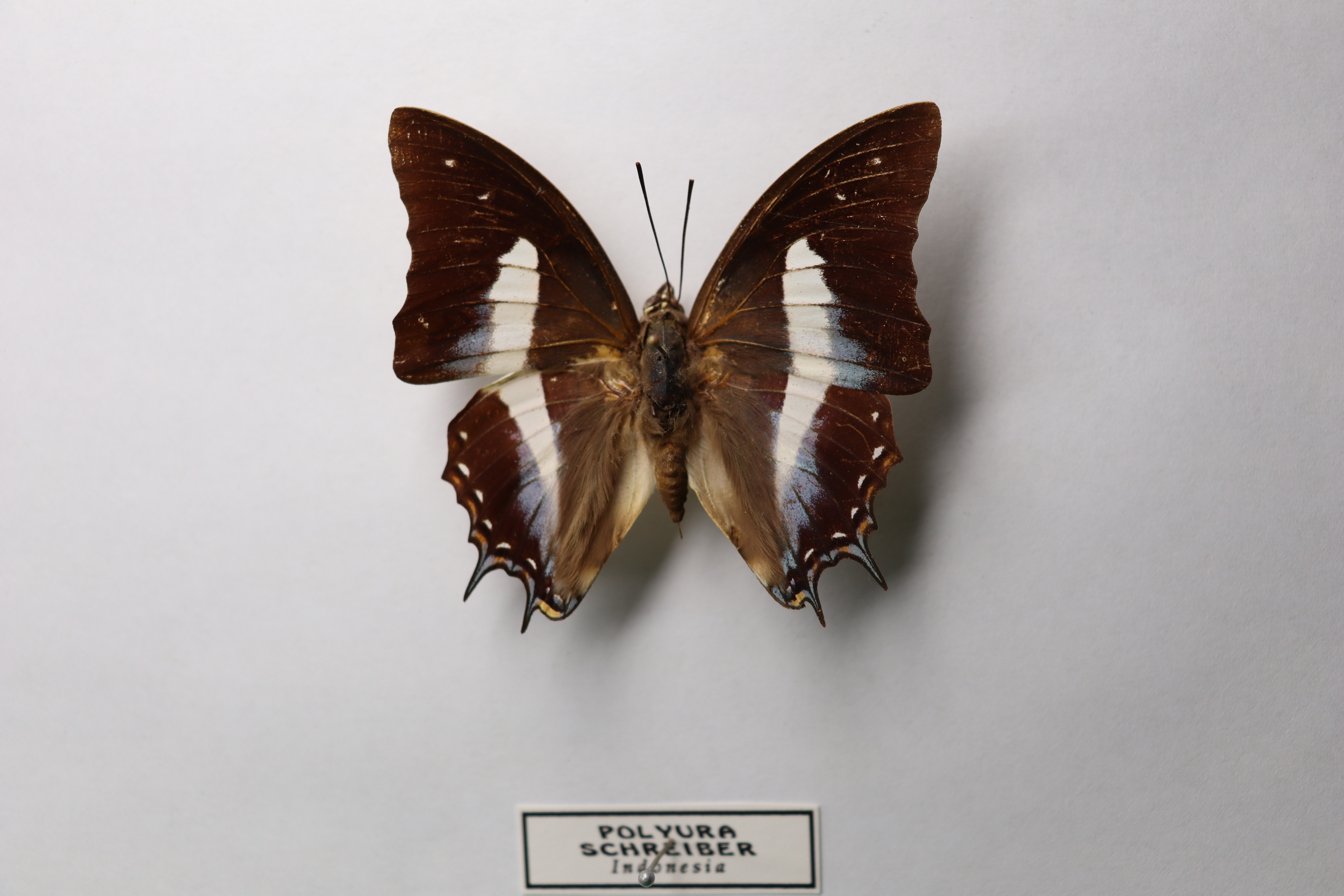 Polyura schreiber indonesia