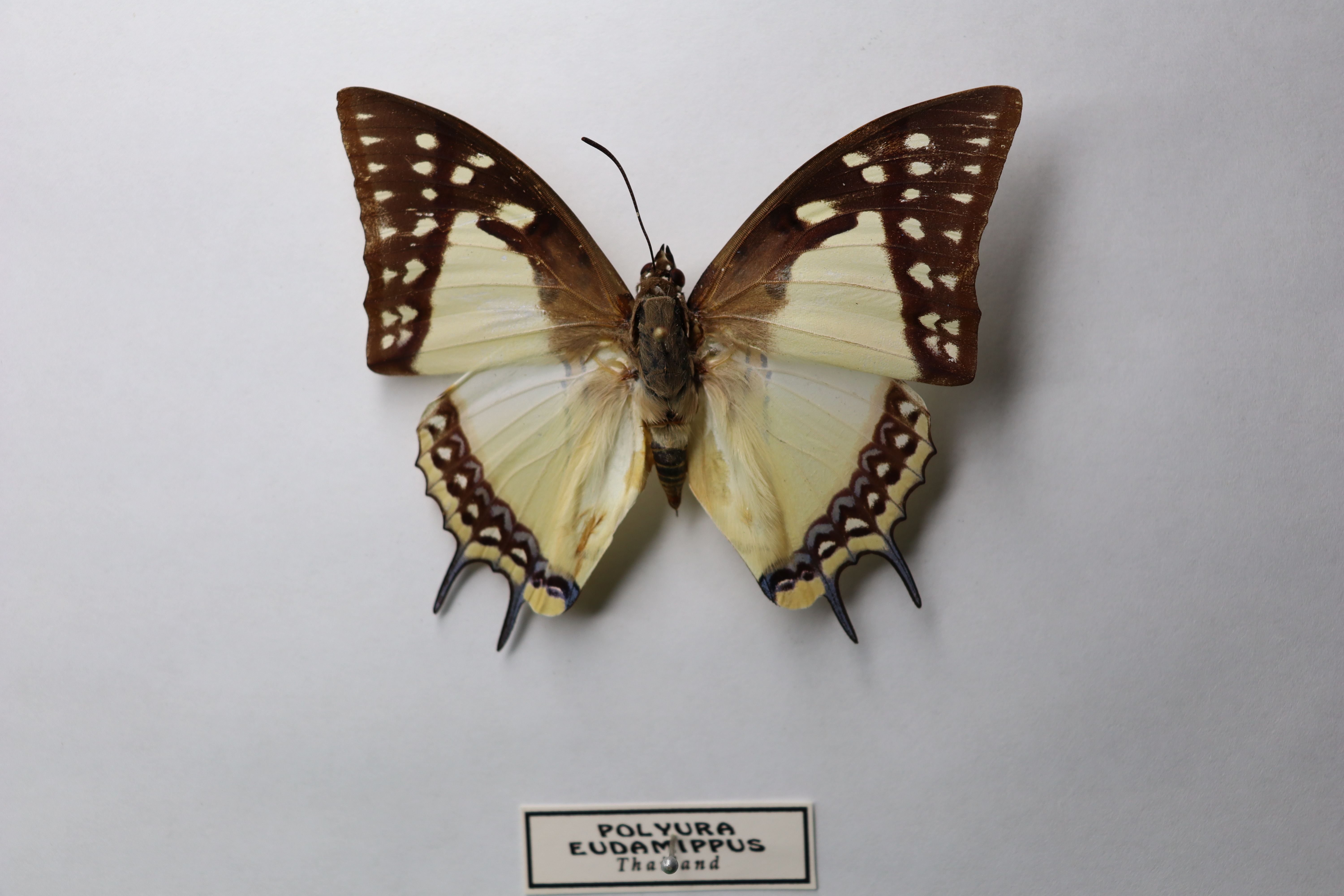 Polyura eudamippus 