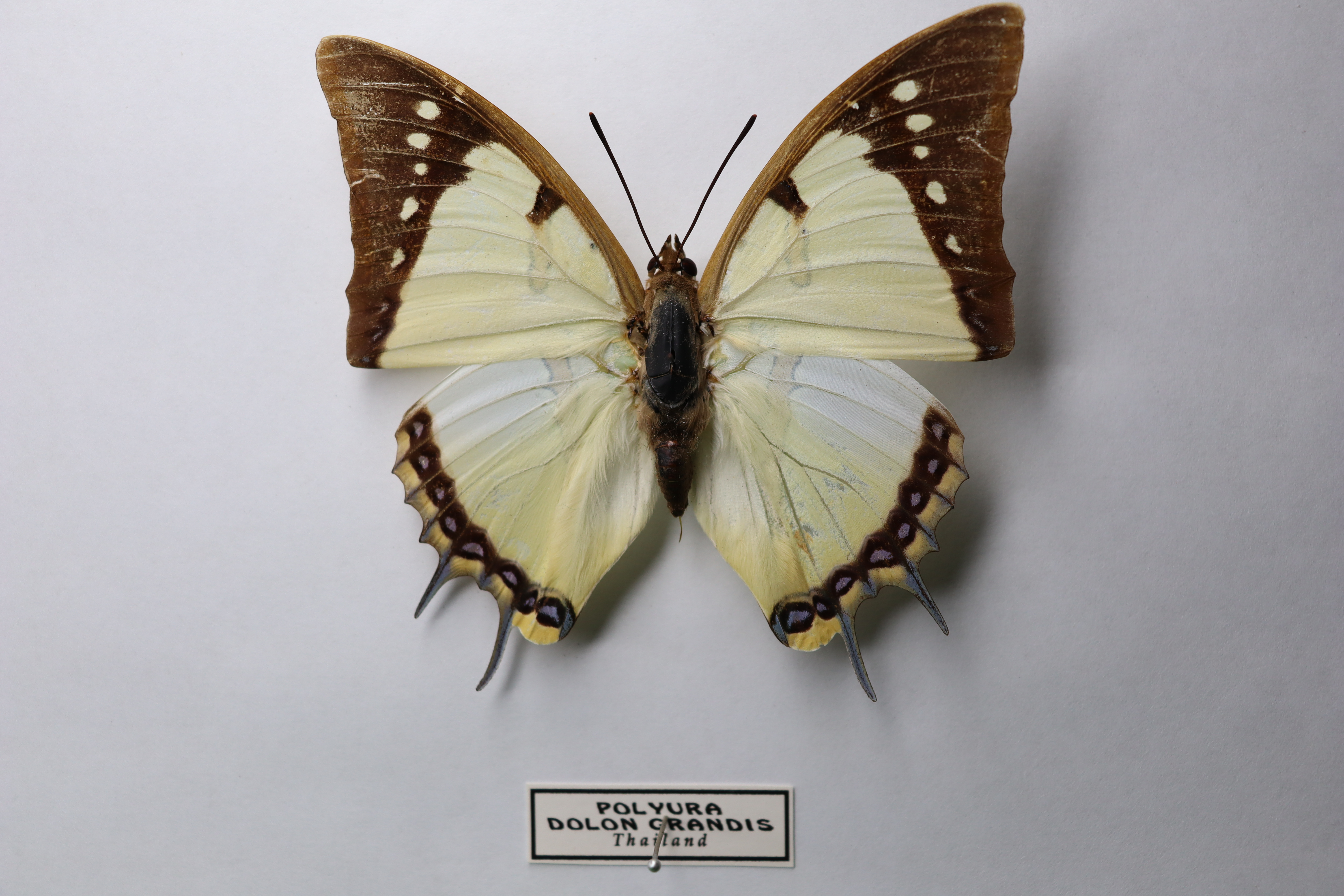  Polyura dolon grandis
