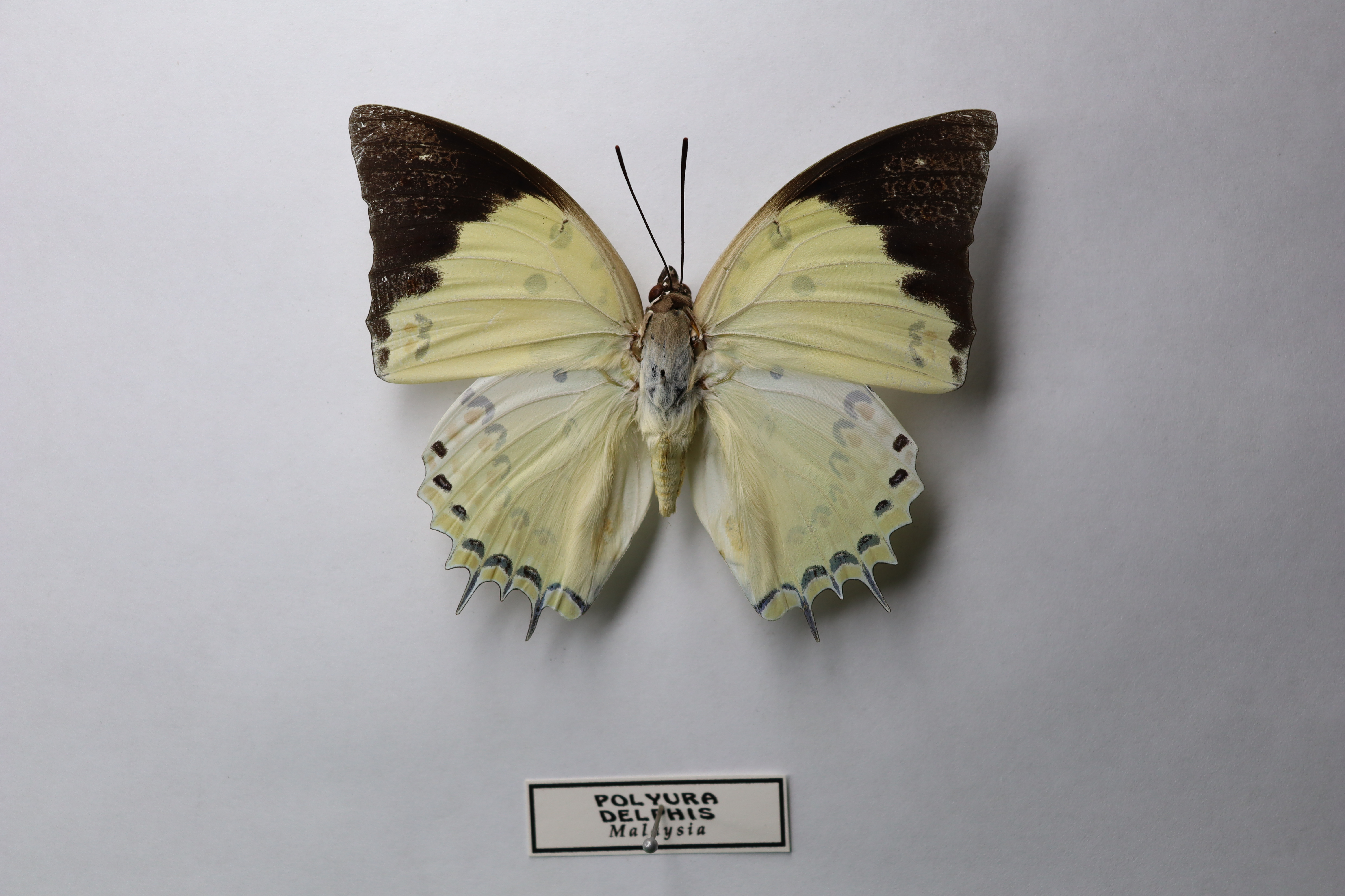 Polyura delphis malaysia (Jewelled Nawab )