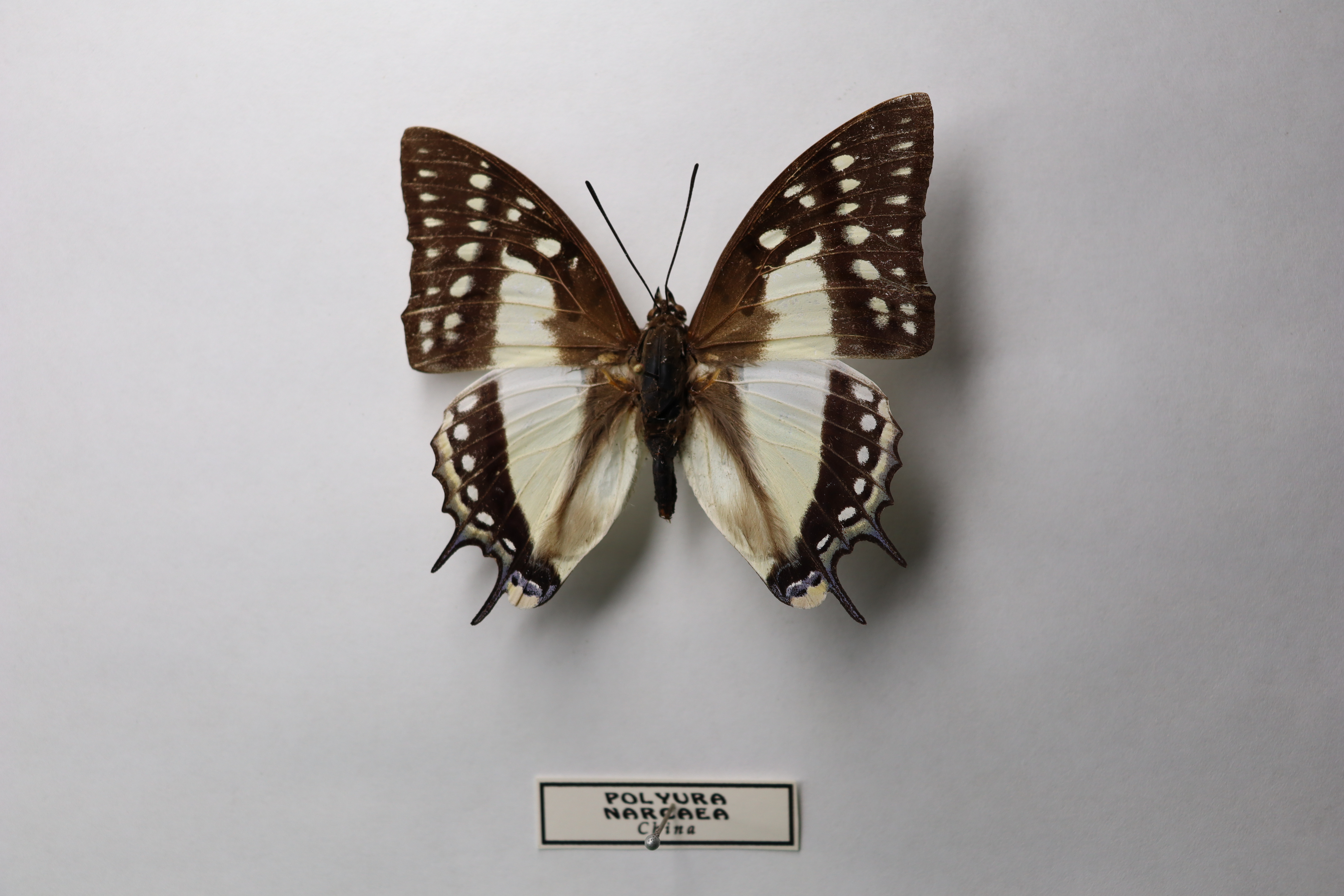 Polyura narcaea (Китайский наваб) 
