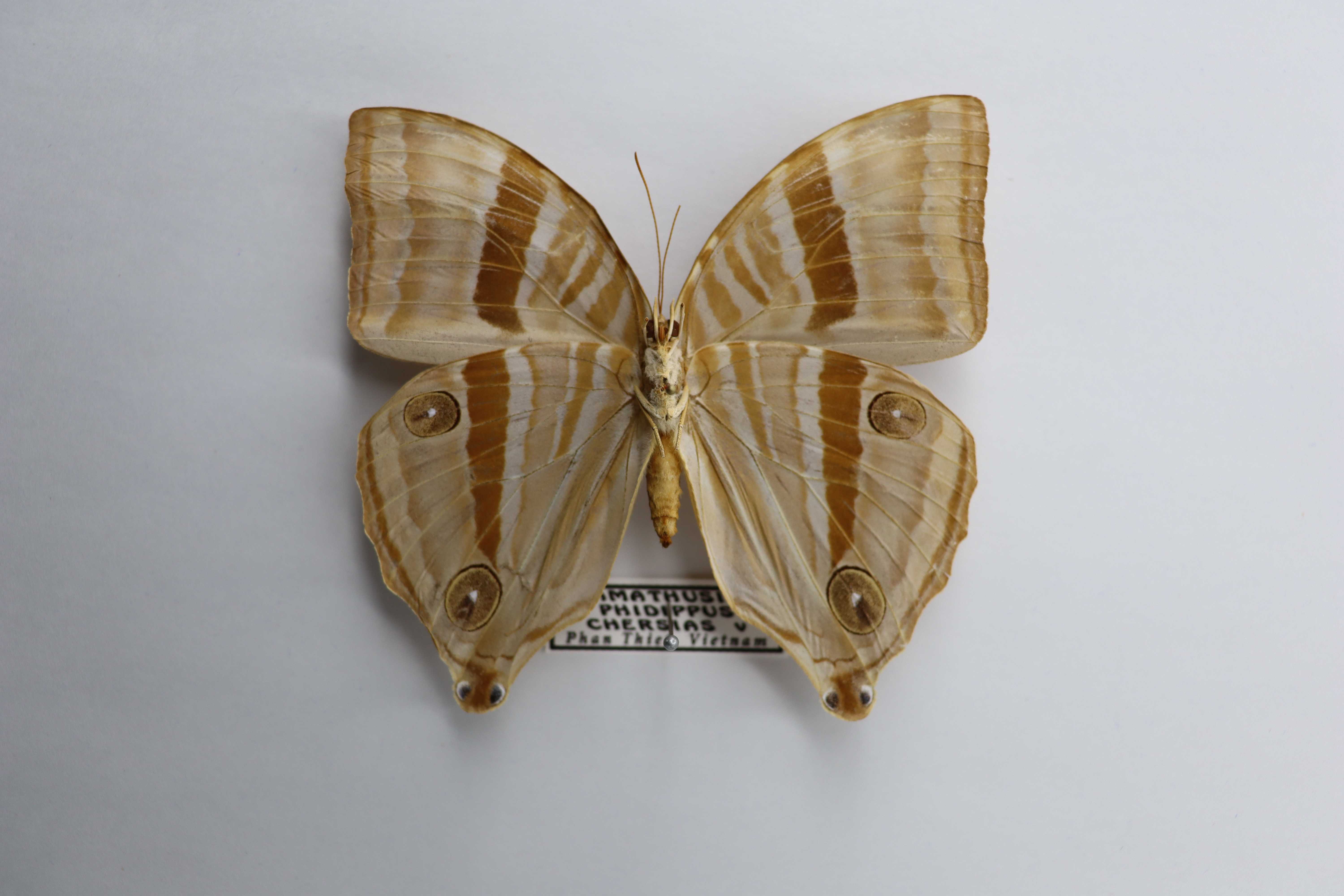 Amathusia phidippus chersias