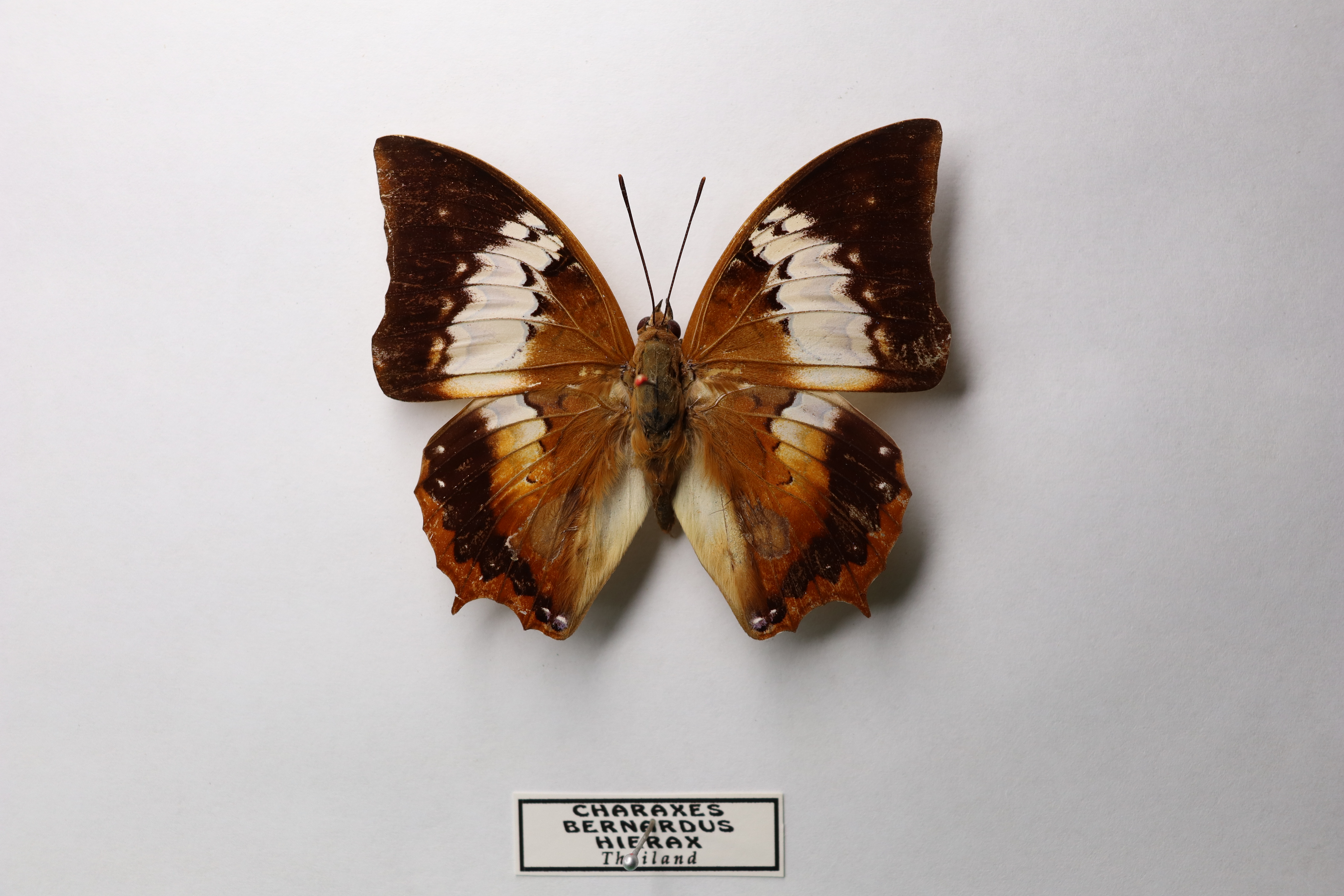 Charaxes bernardus pleistonax
