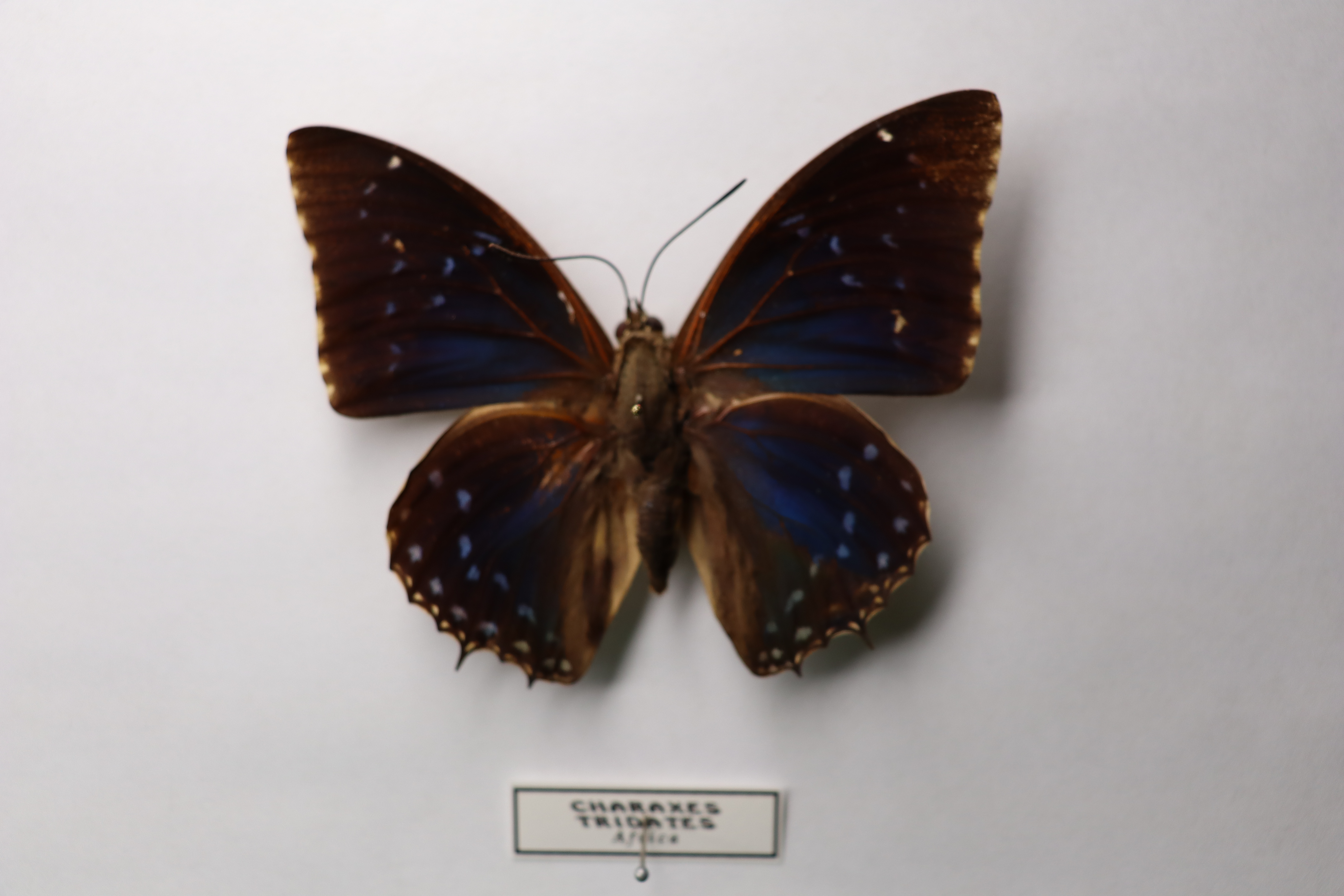Charaxes tiridates (Обыкновенный синий харакс)