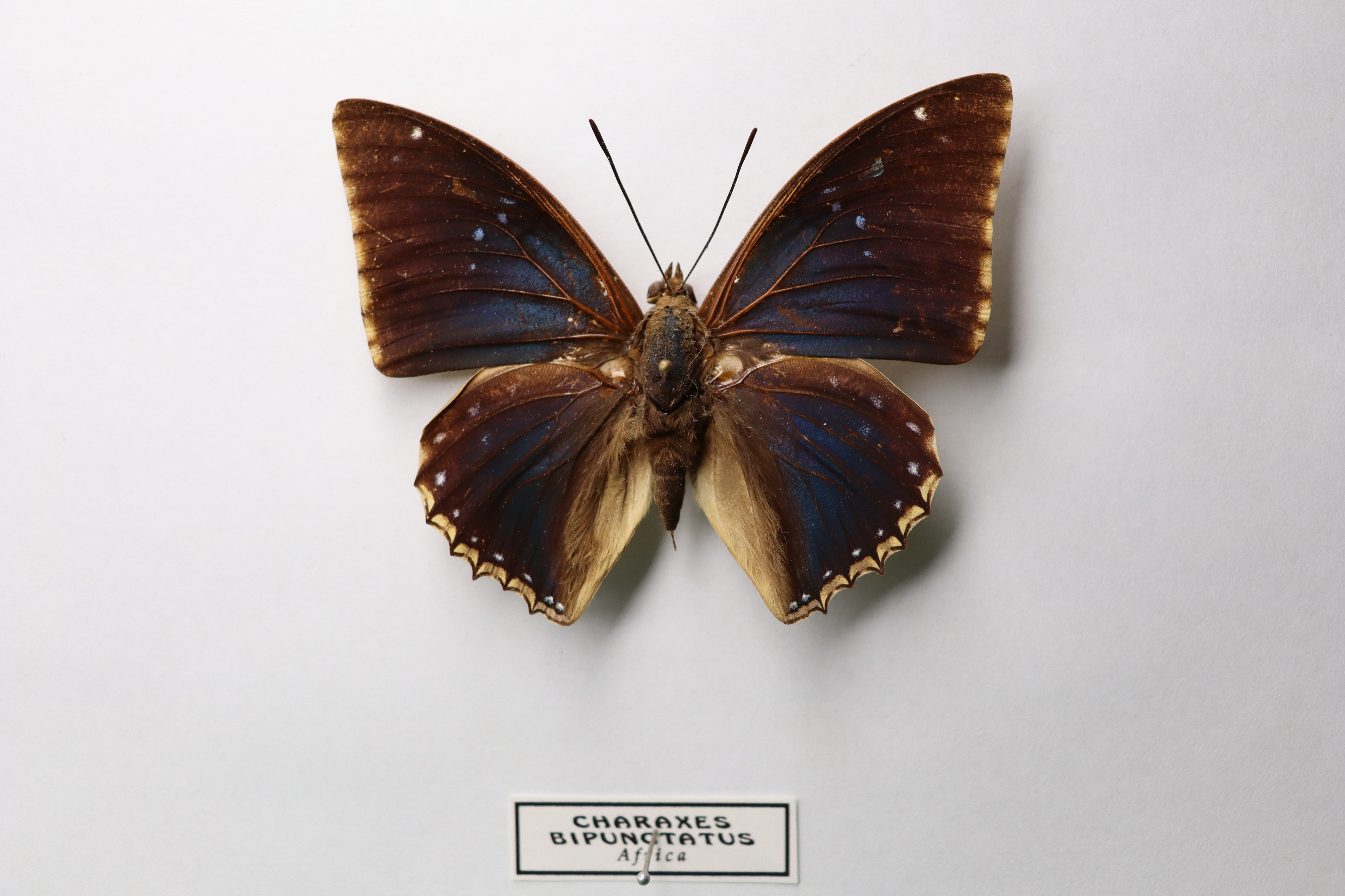 Charaxes bipunctatus