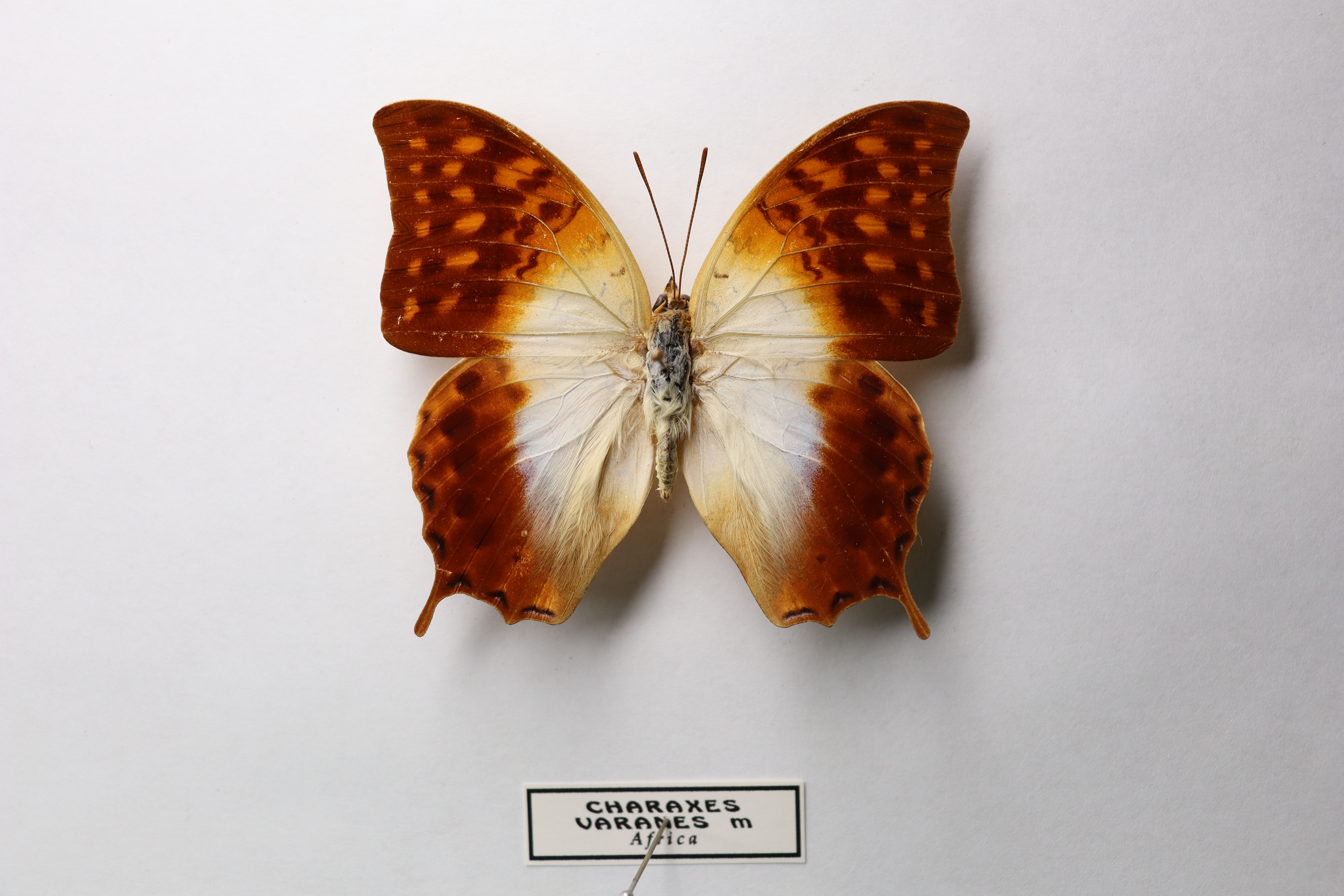 Charaxes varanes