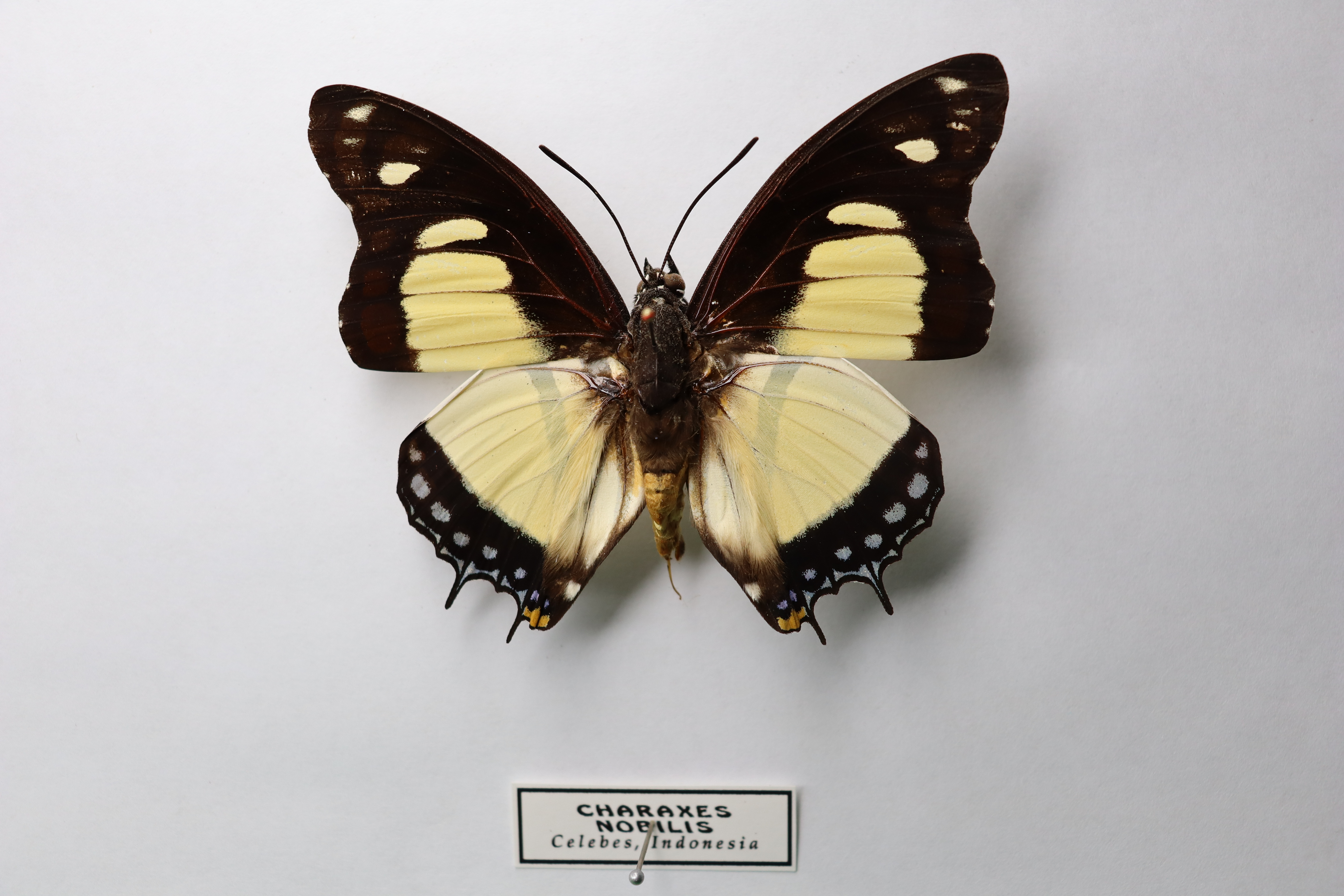 Charaxes nobilis celebes