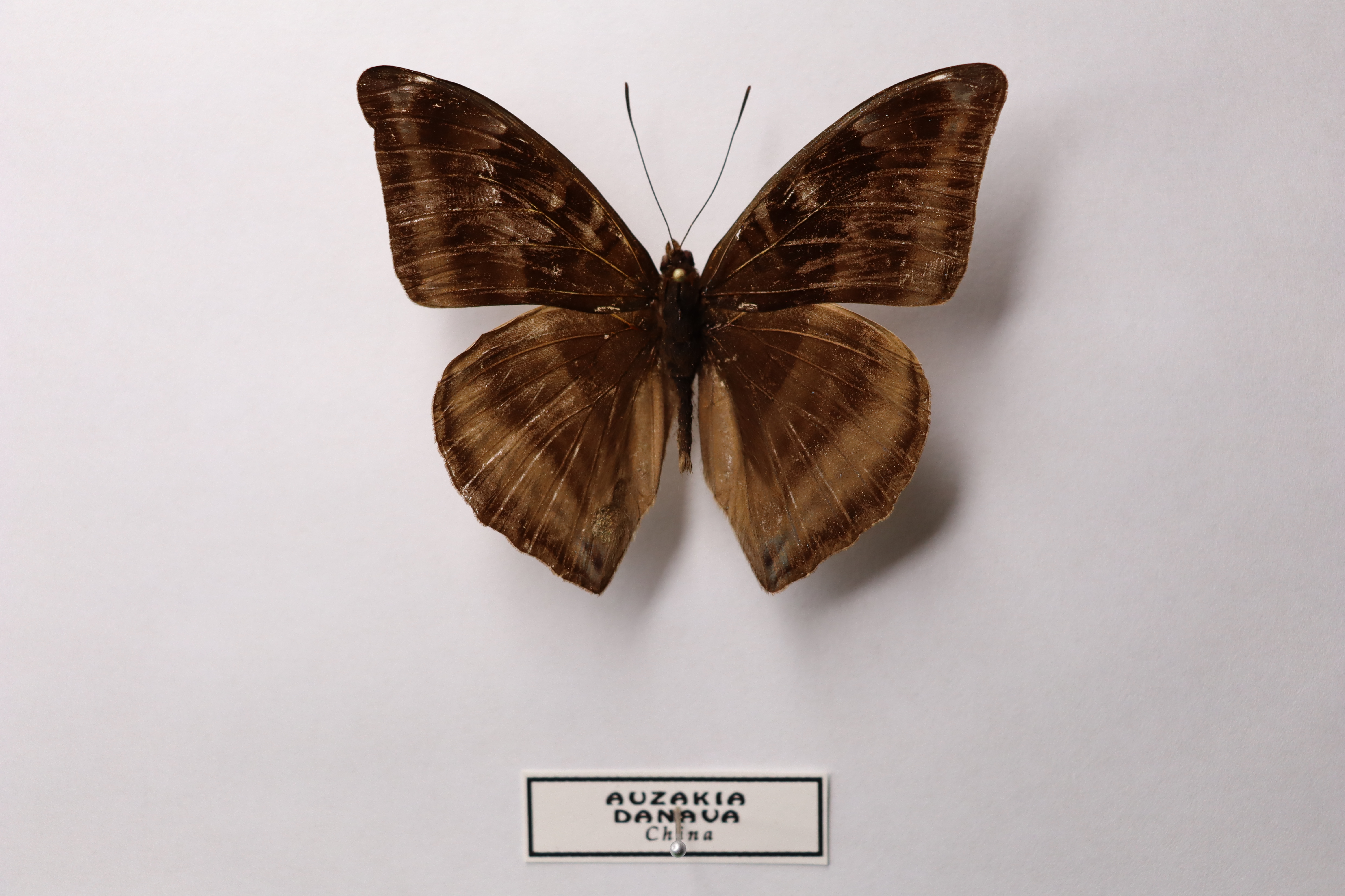 Auzakia danava