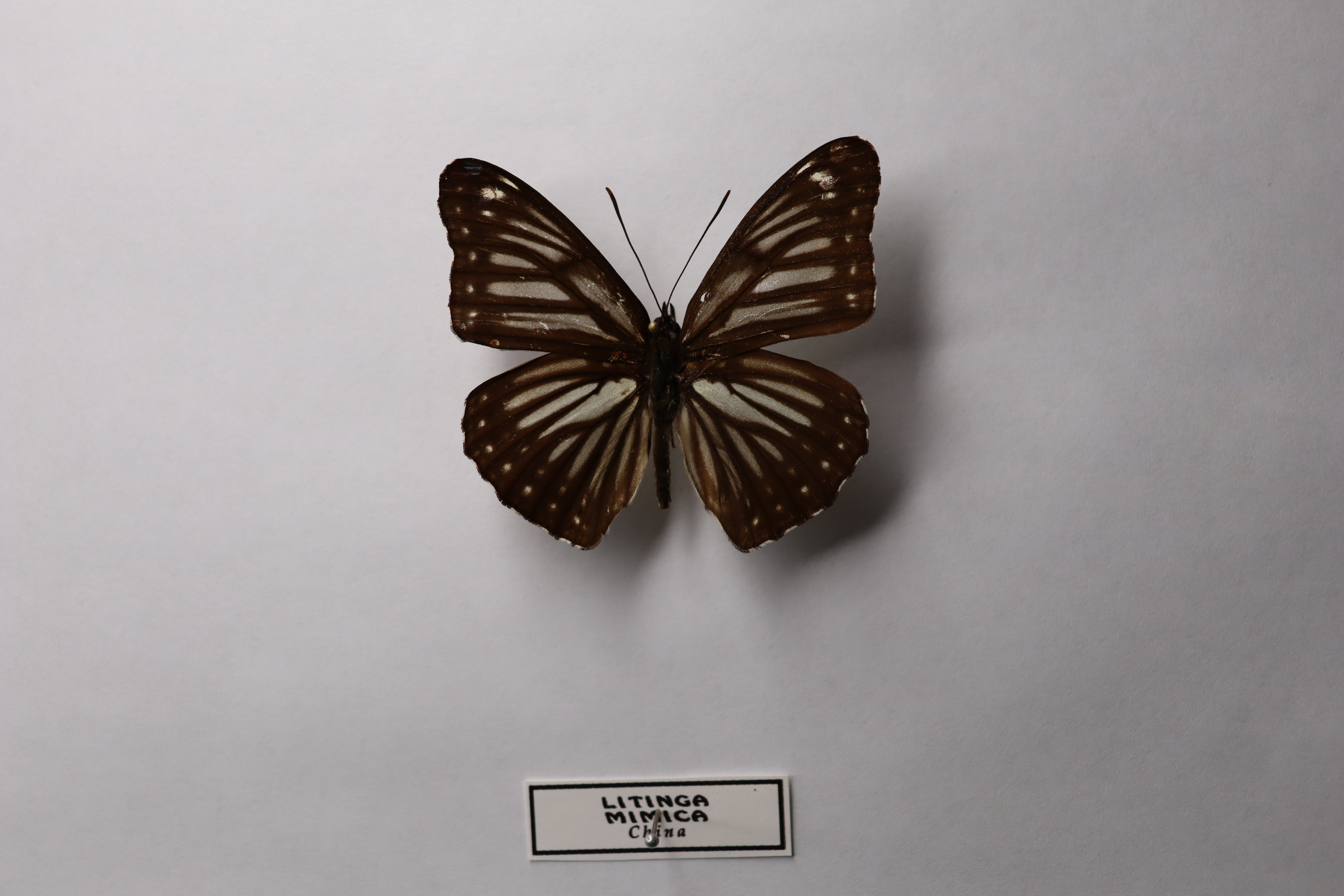 Litinga mimica China