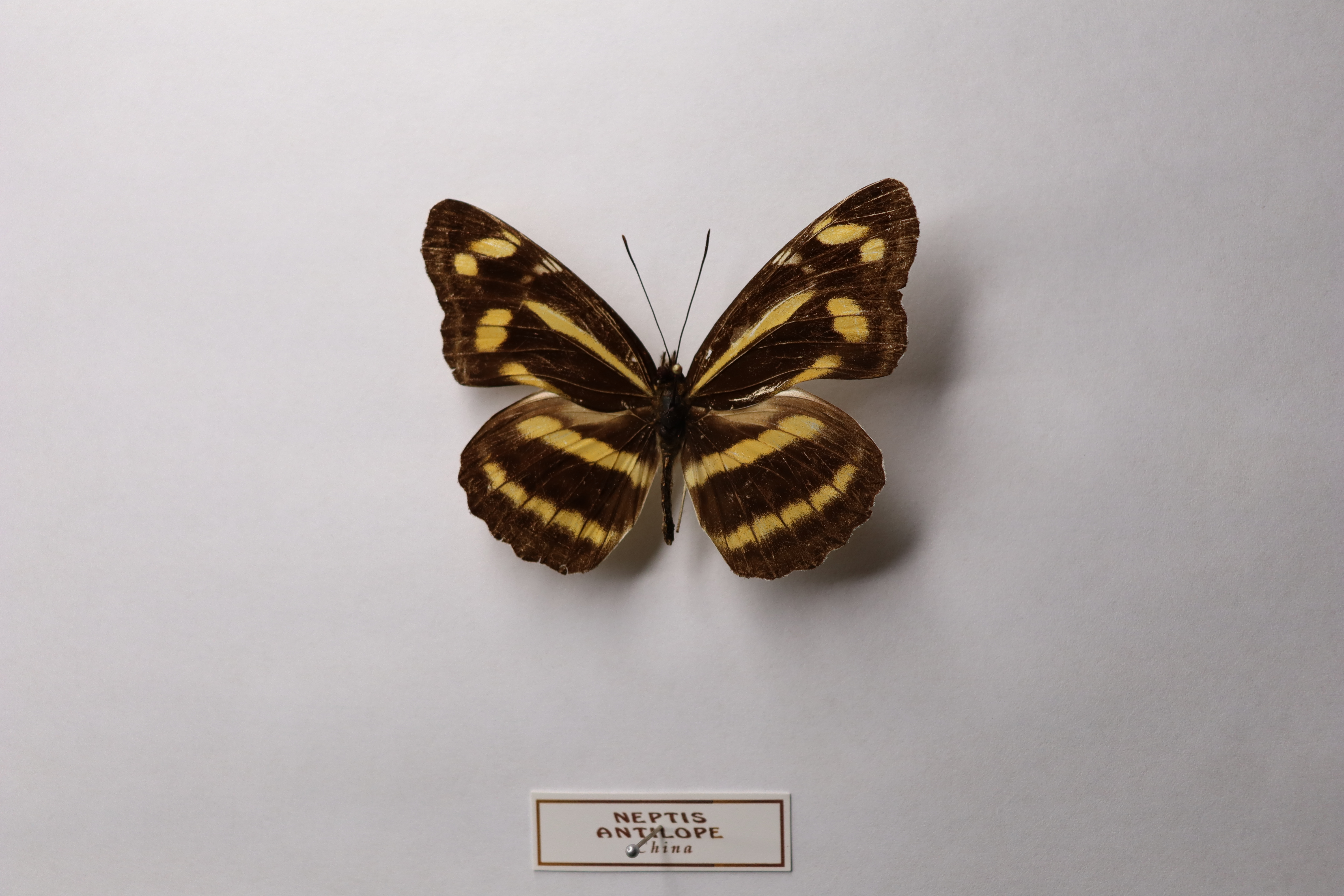 neptis antilope