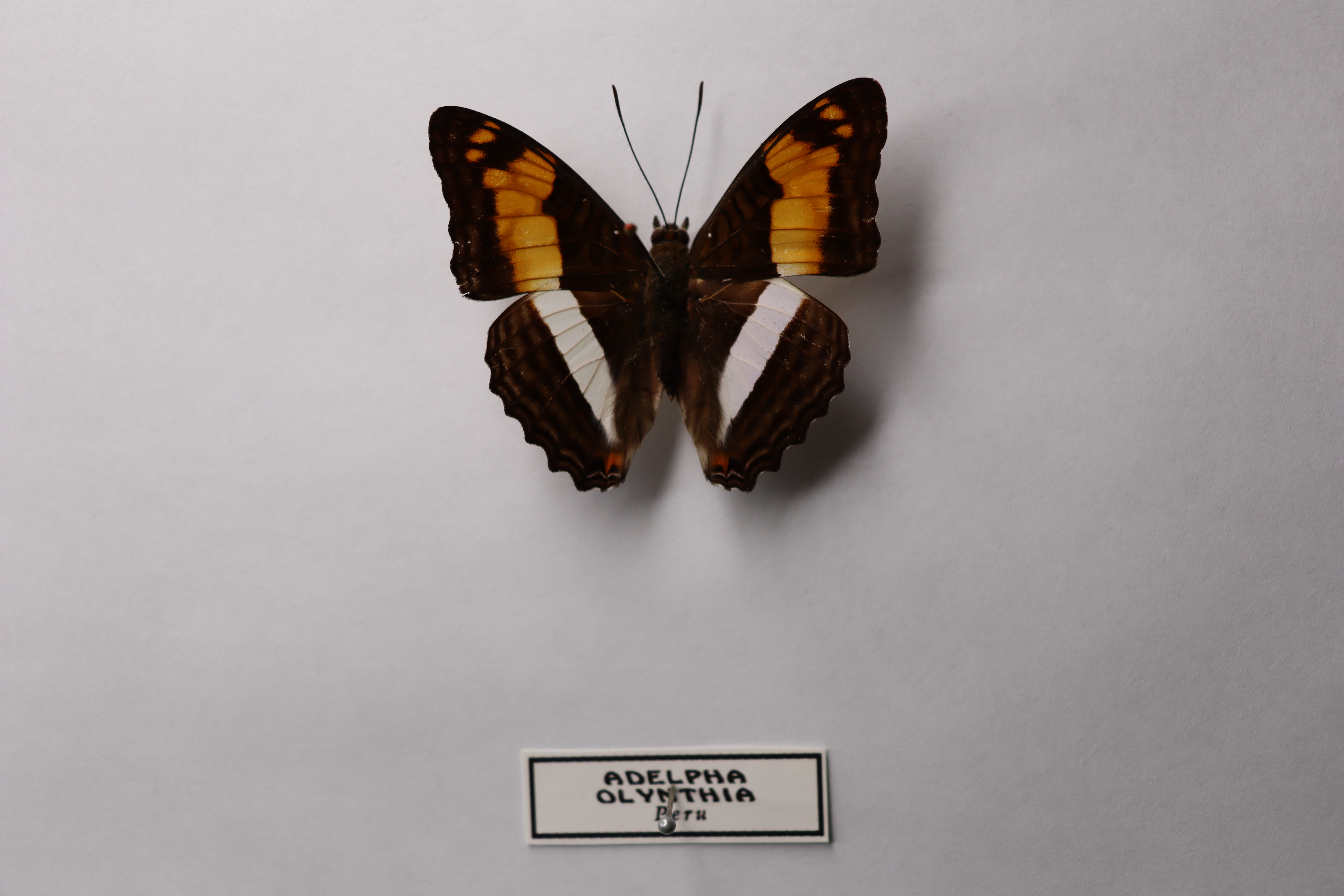 Adelpha olinthia