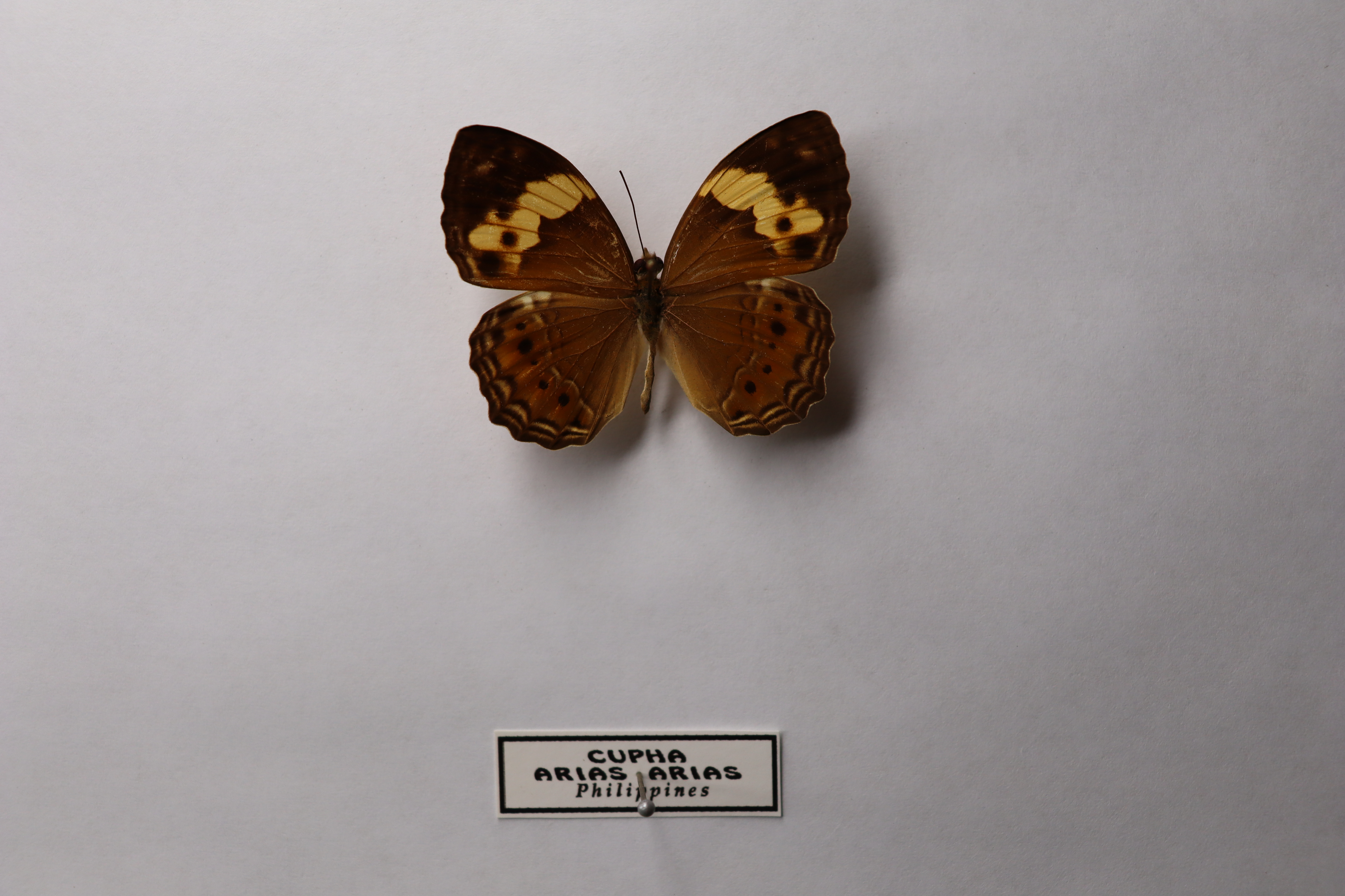 Cupha arias arias 