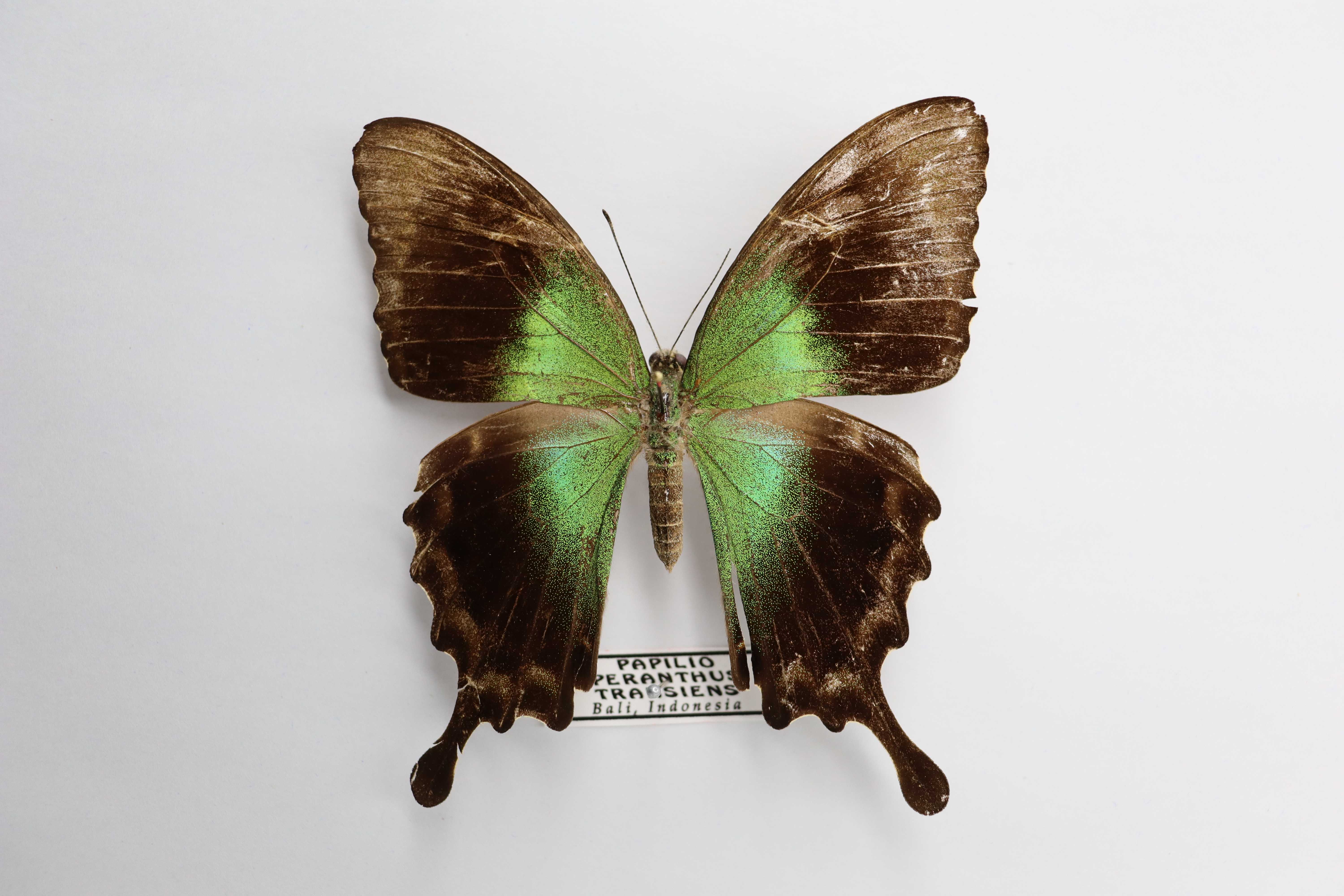 Papilio peranthus transiens
