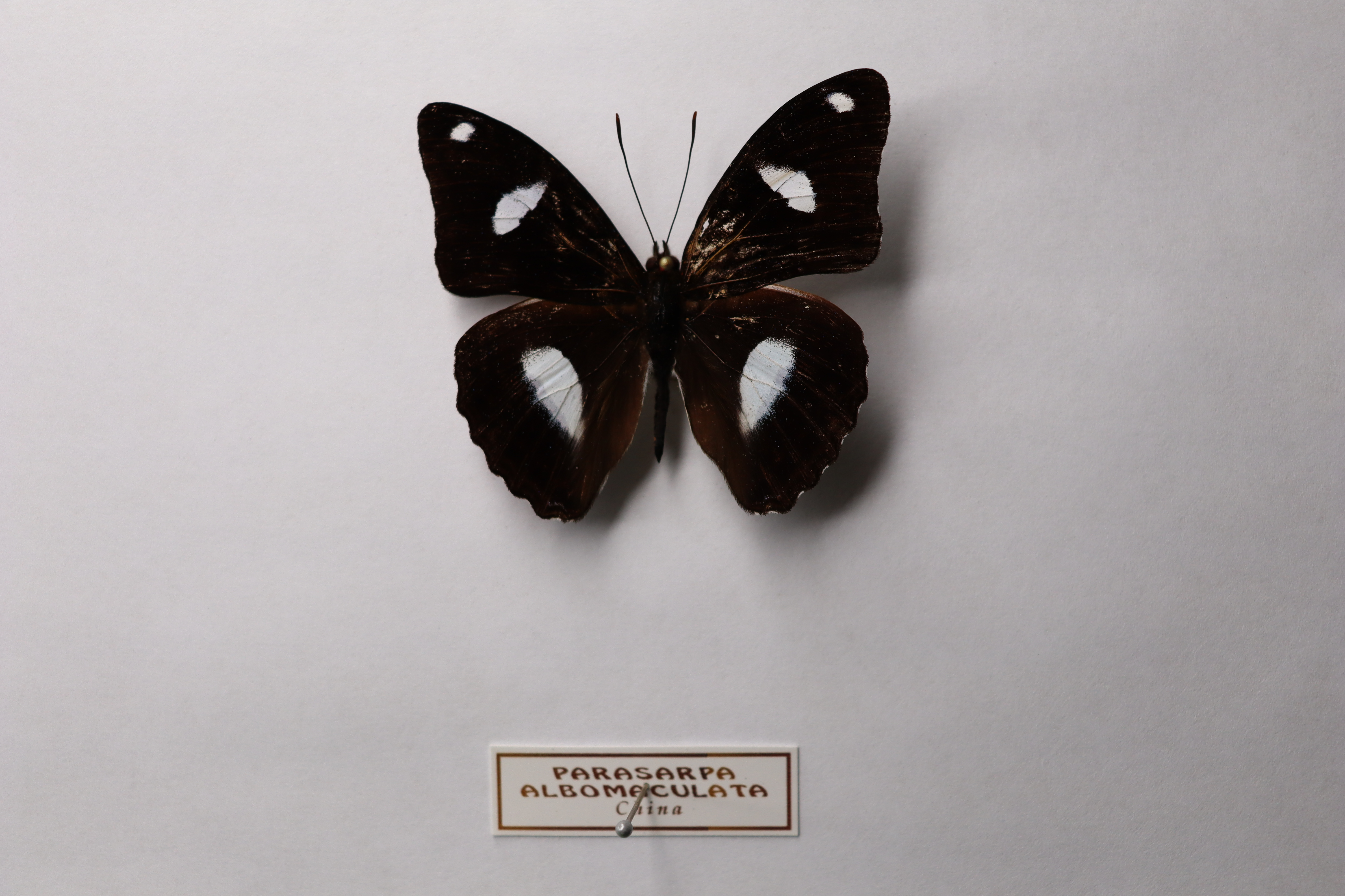 Parasarpa albomaculata 