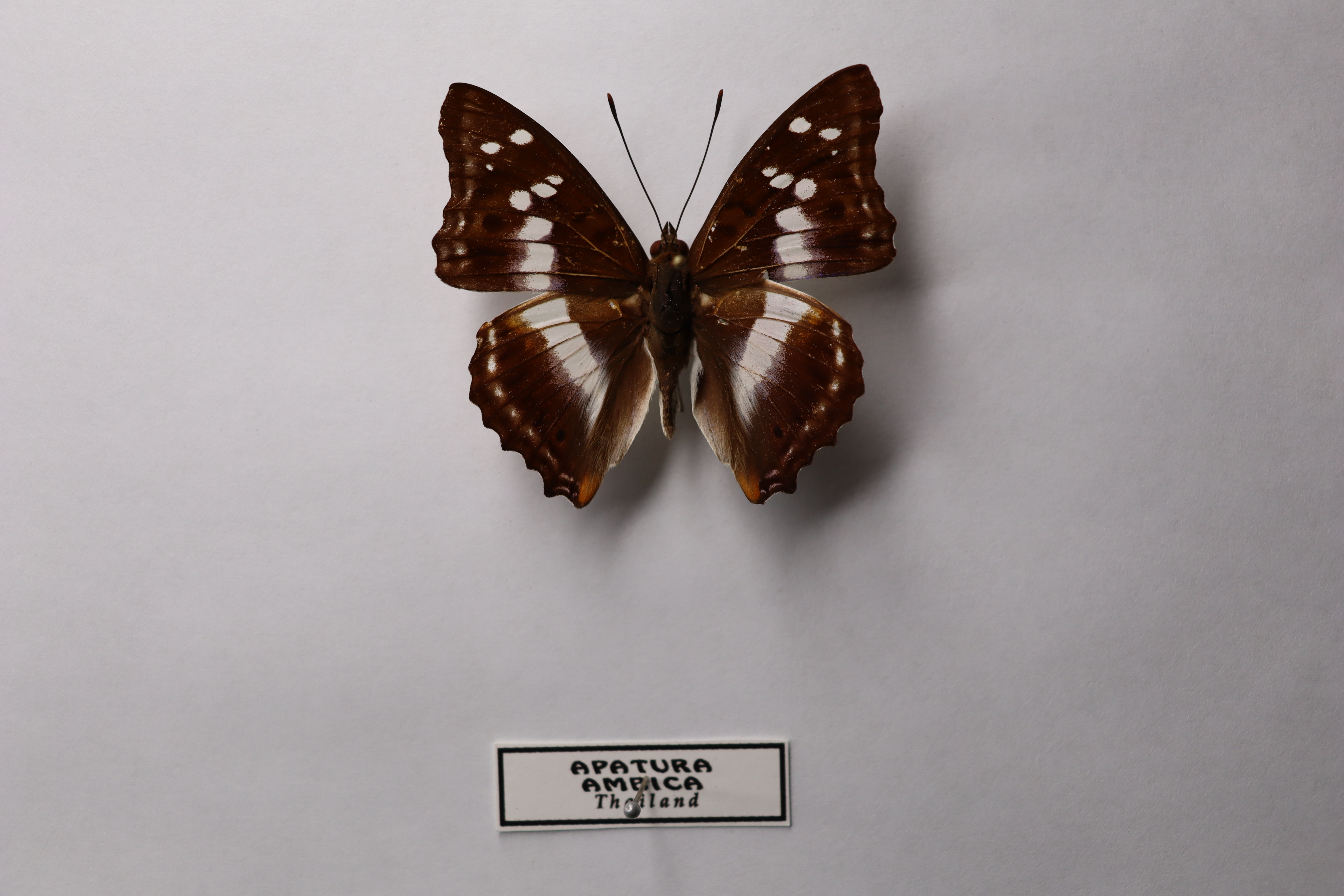 Apatura ambica