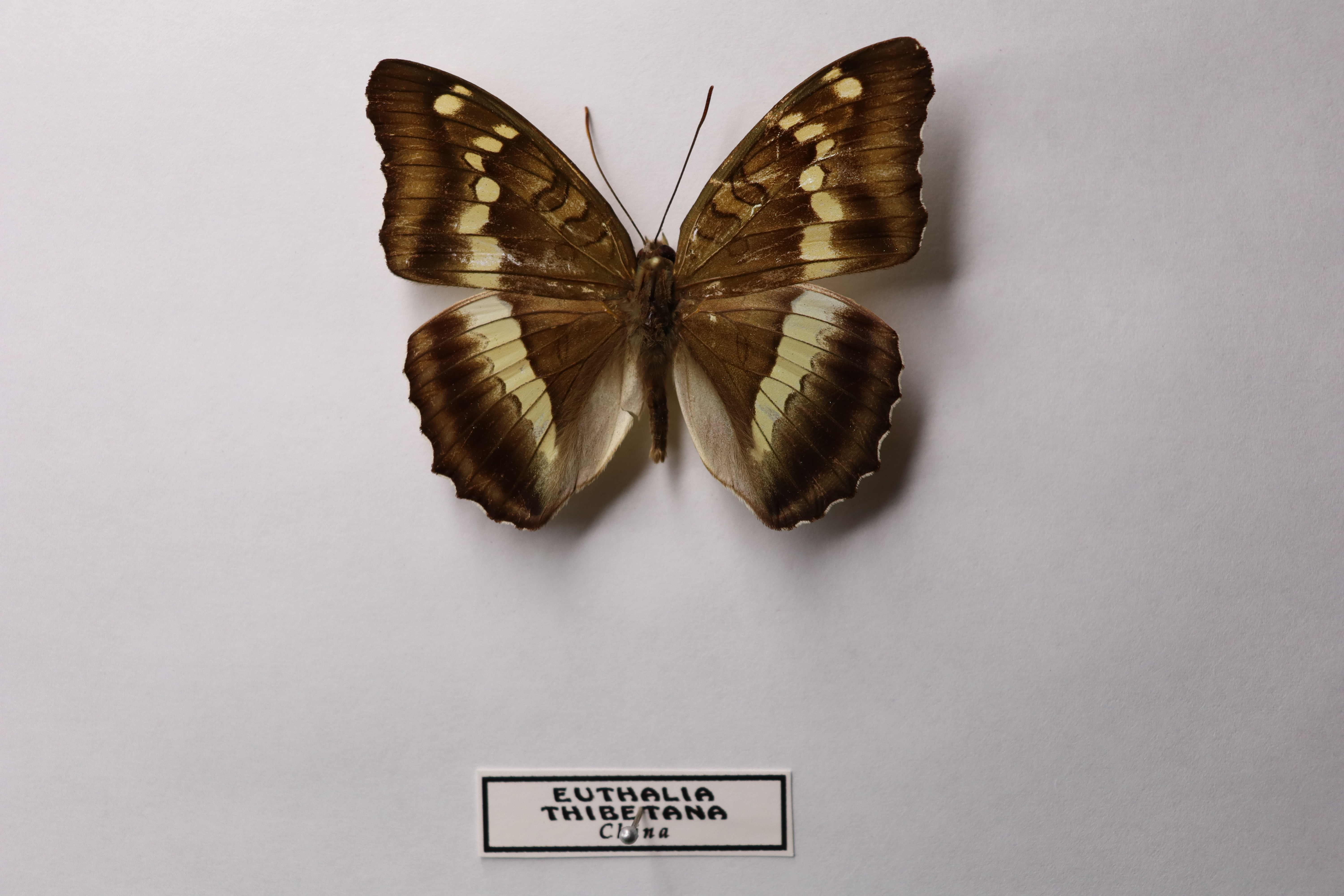 Euthalia thibetana
