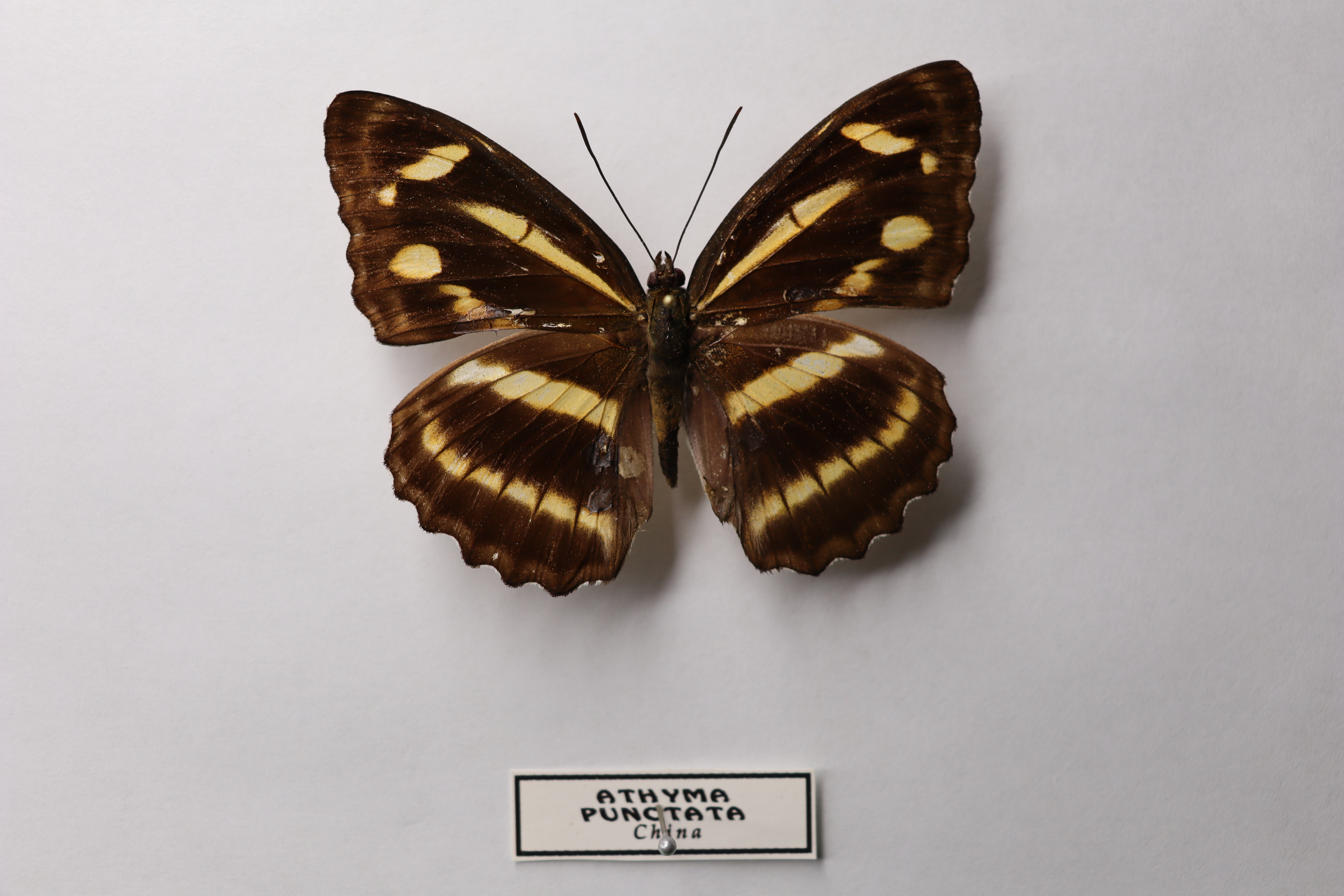 Athyma punctata
