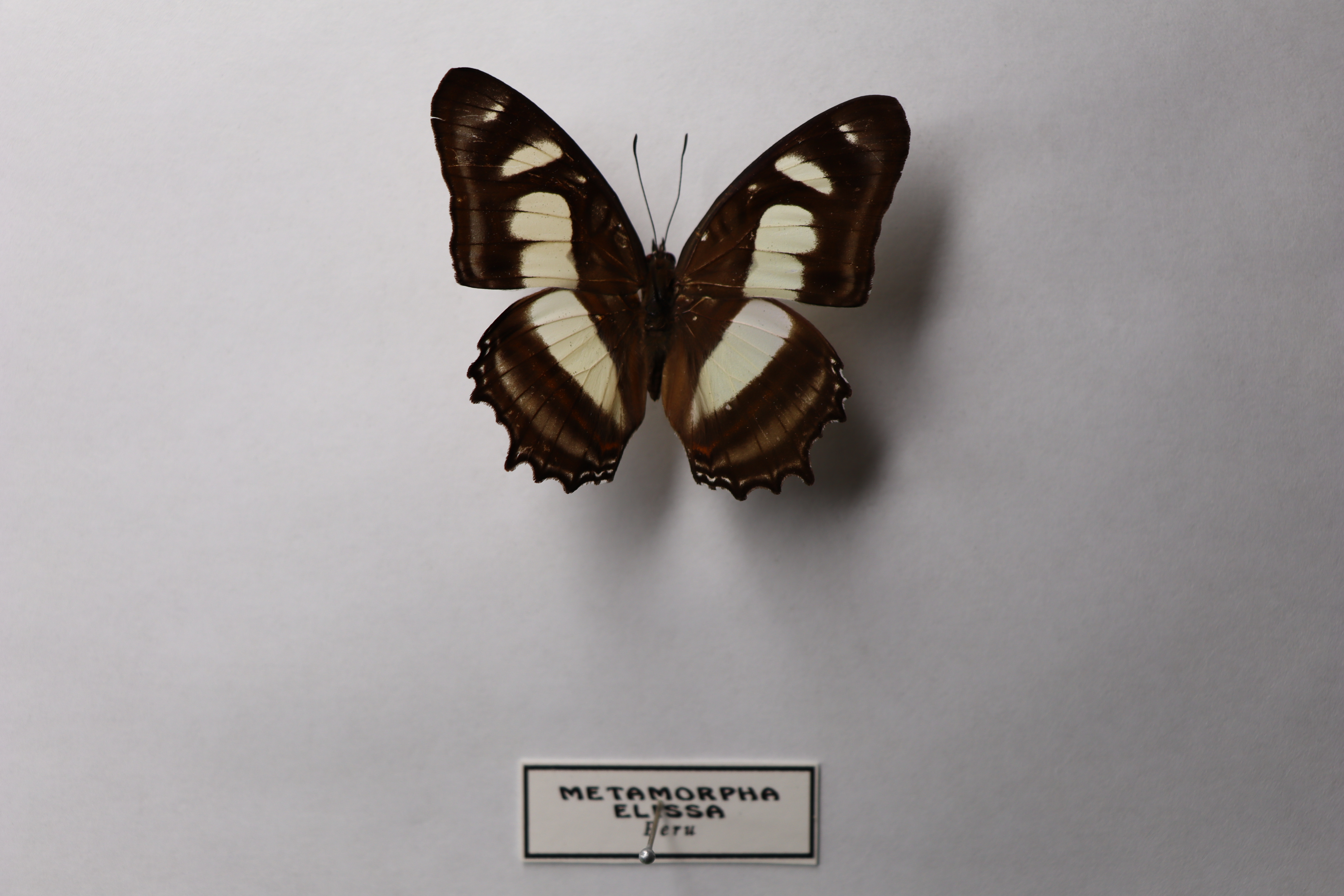 Metamorpha elissa