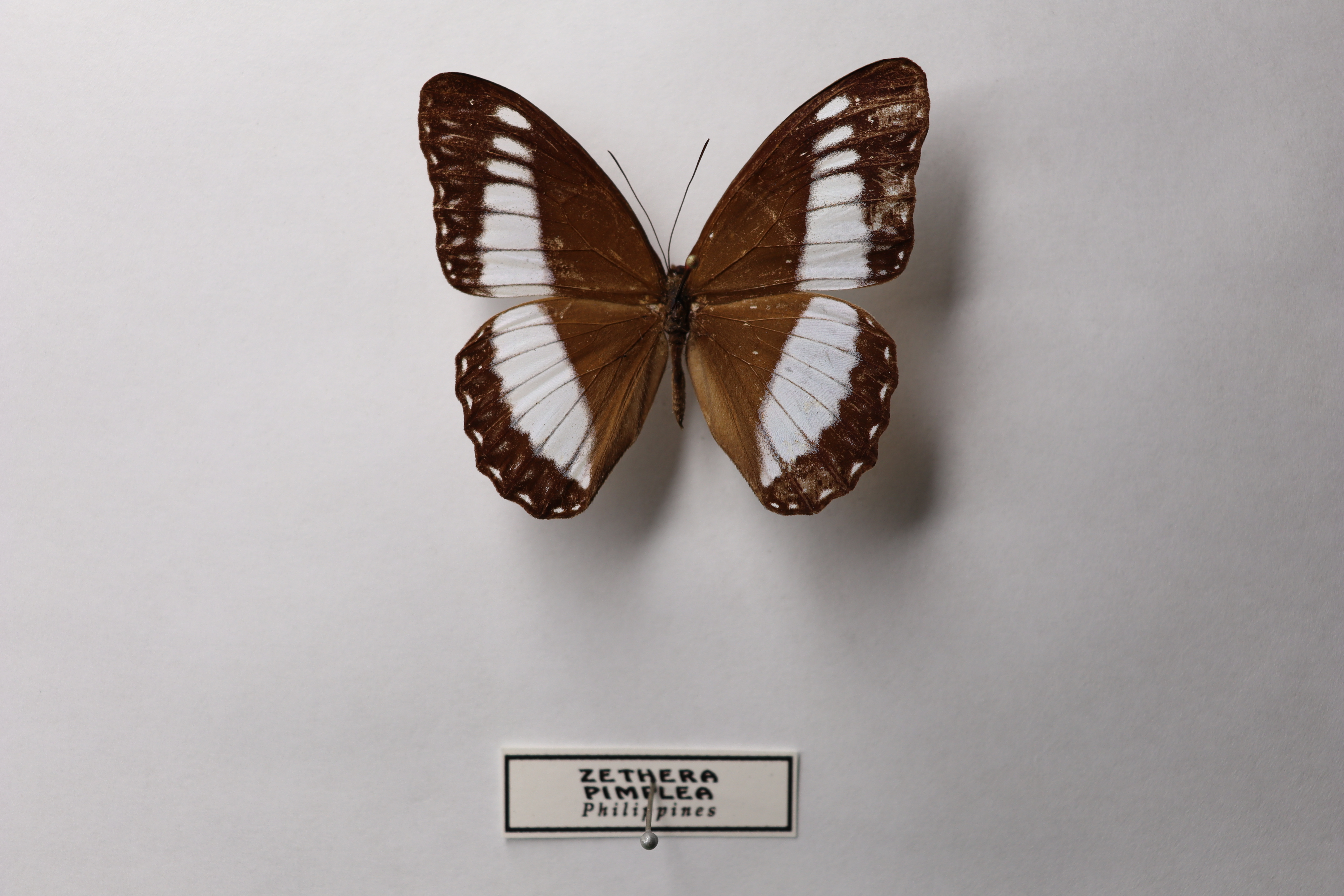 zethera pimplea