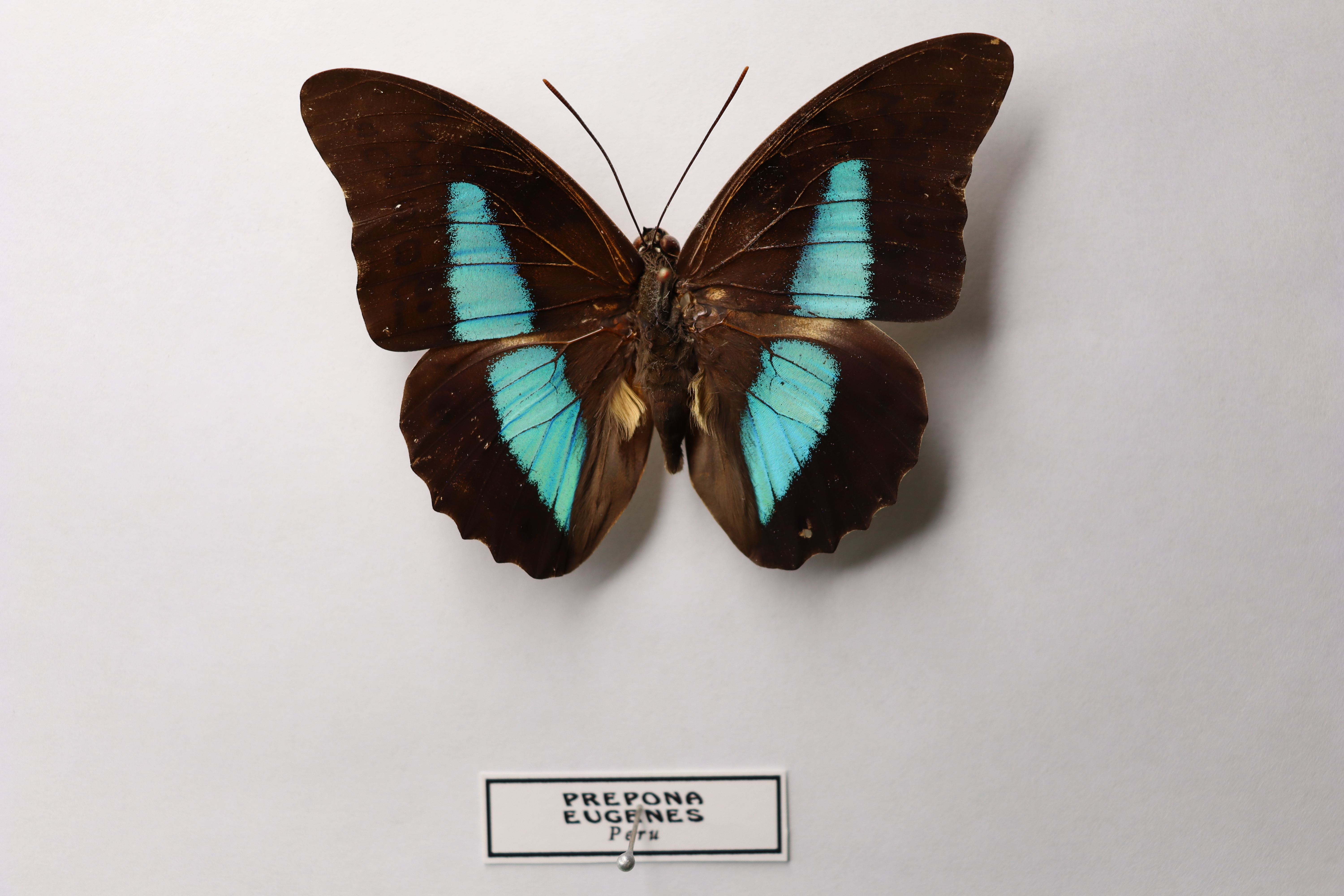 Prepona eugenes