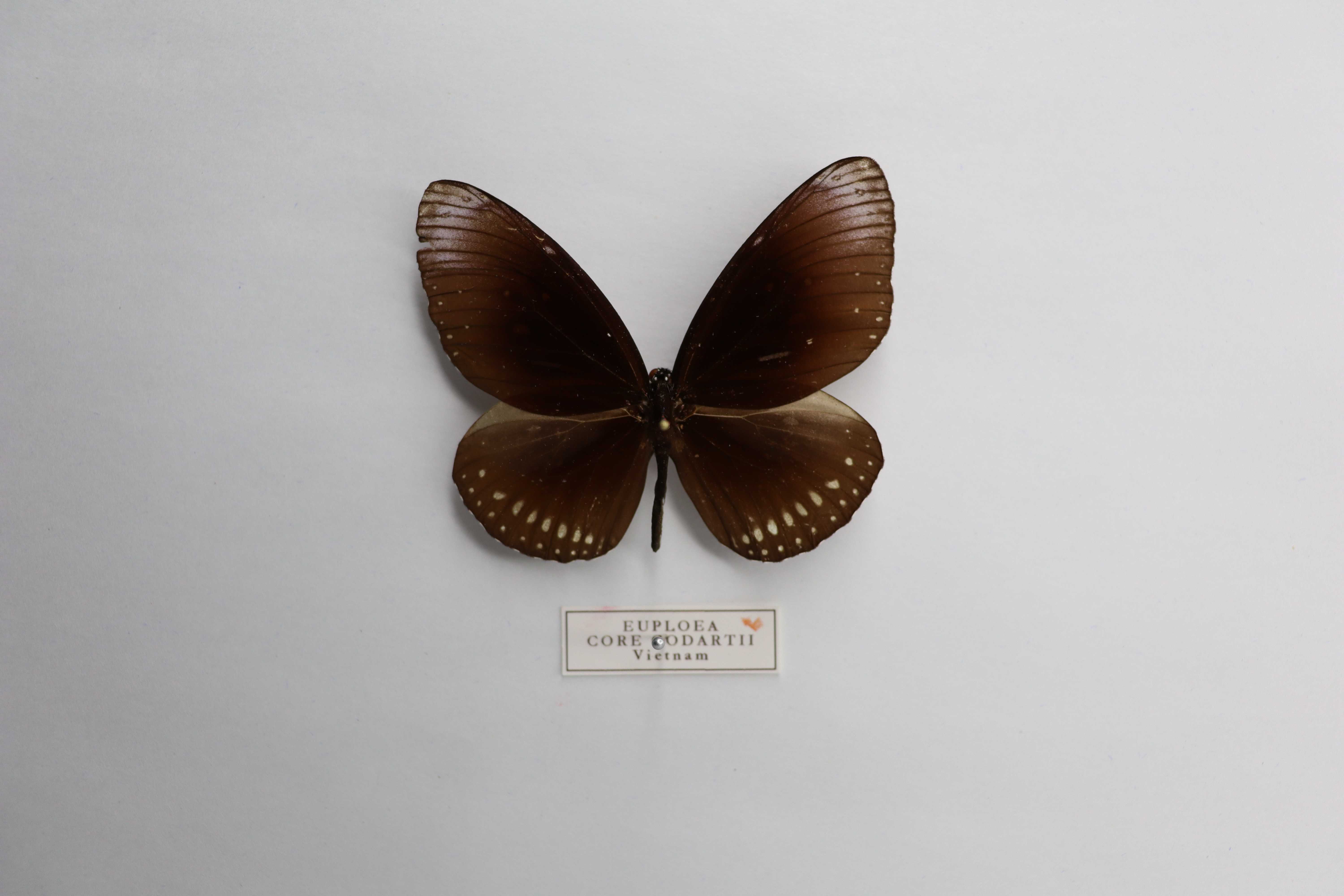 Euploea core godartii