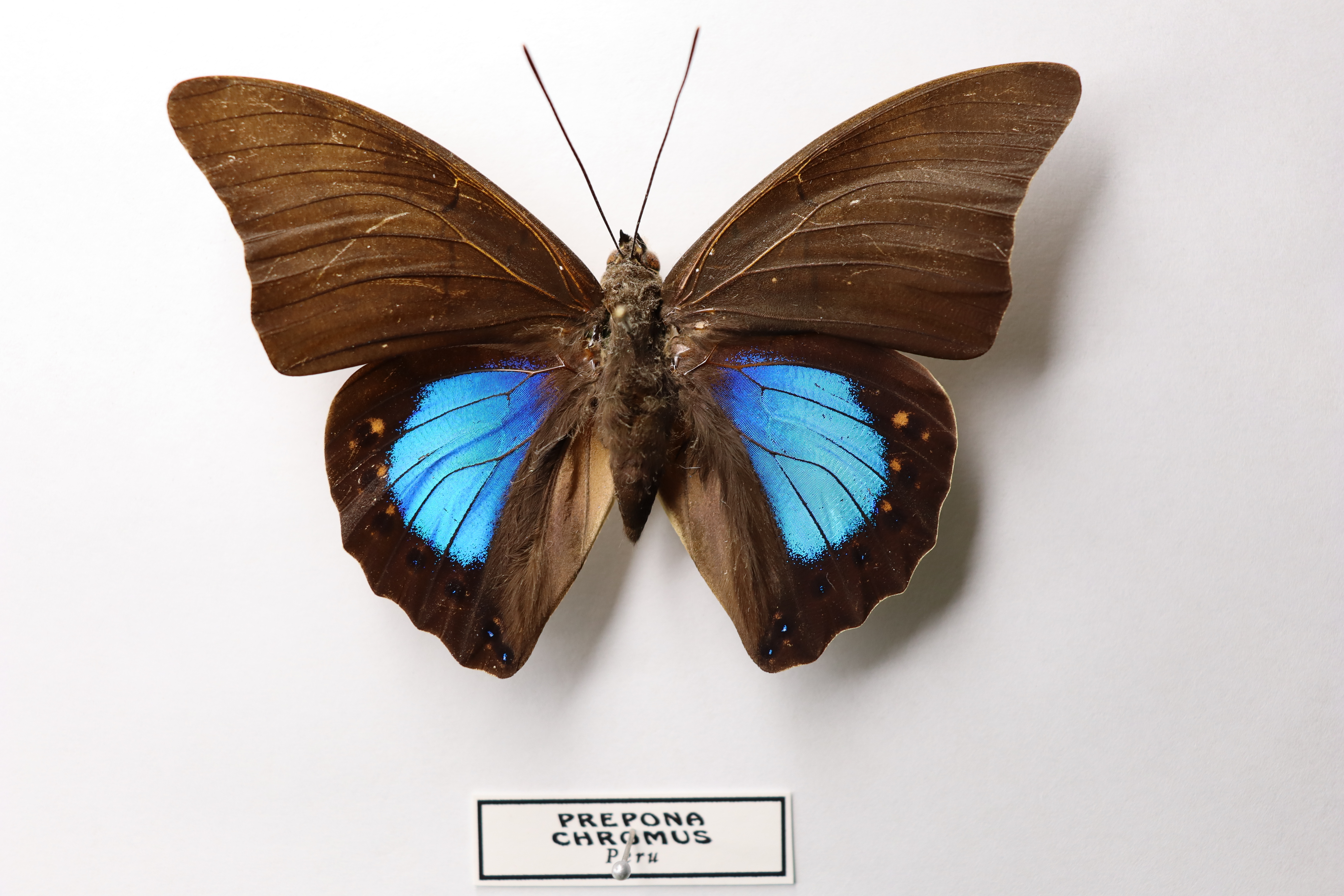 Prepona chromus 