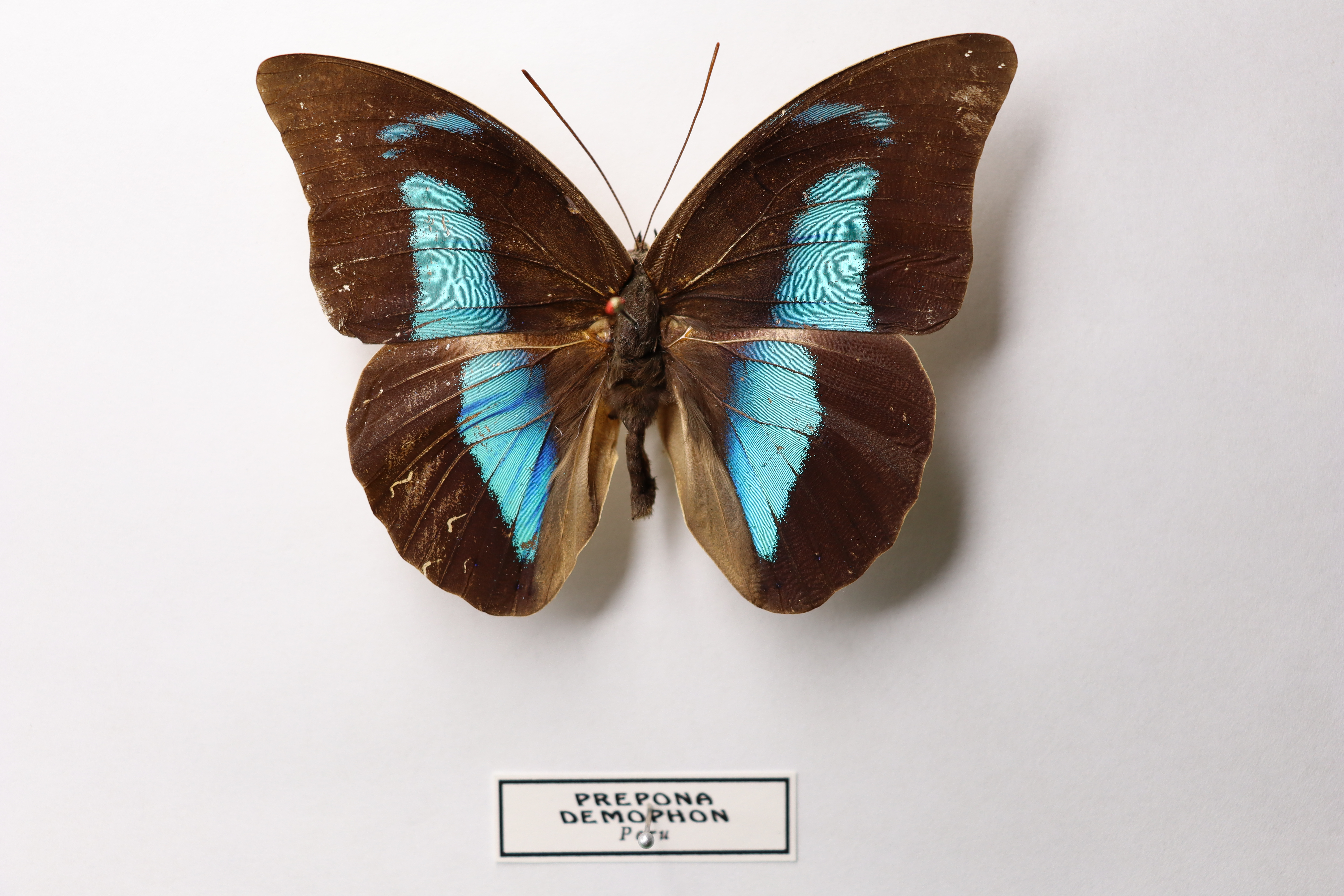 prepona demophon