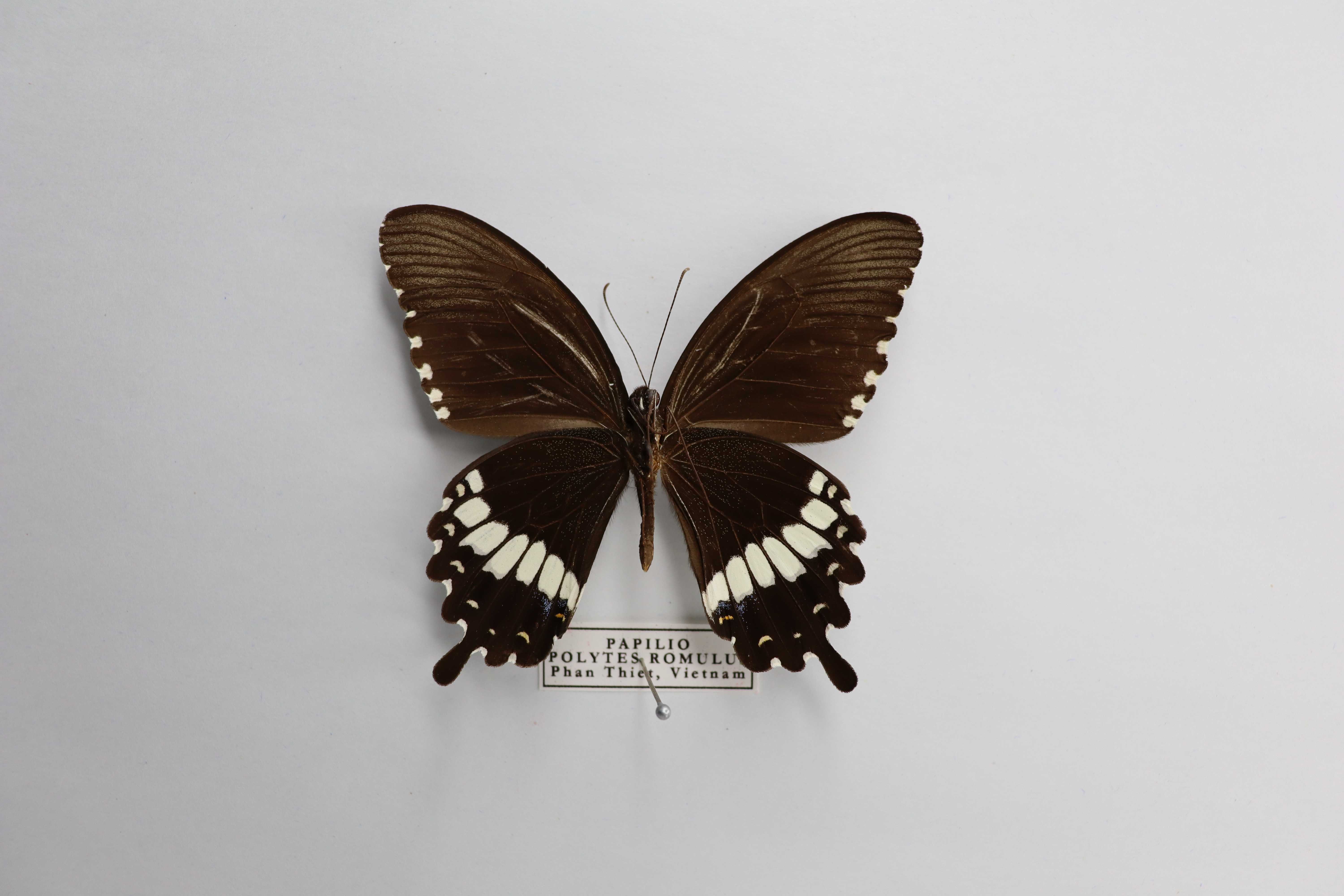 Papilio polytes romulus