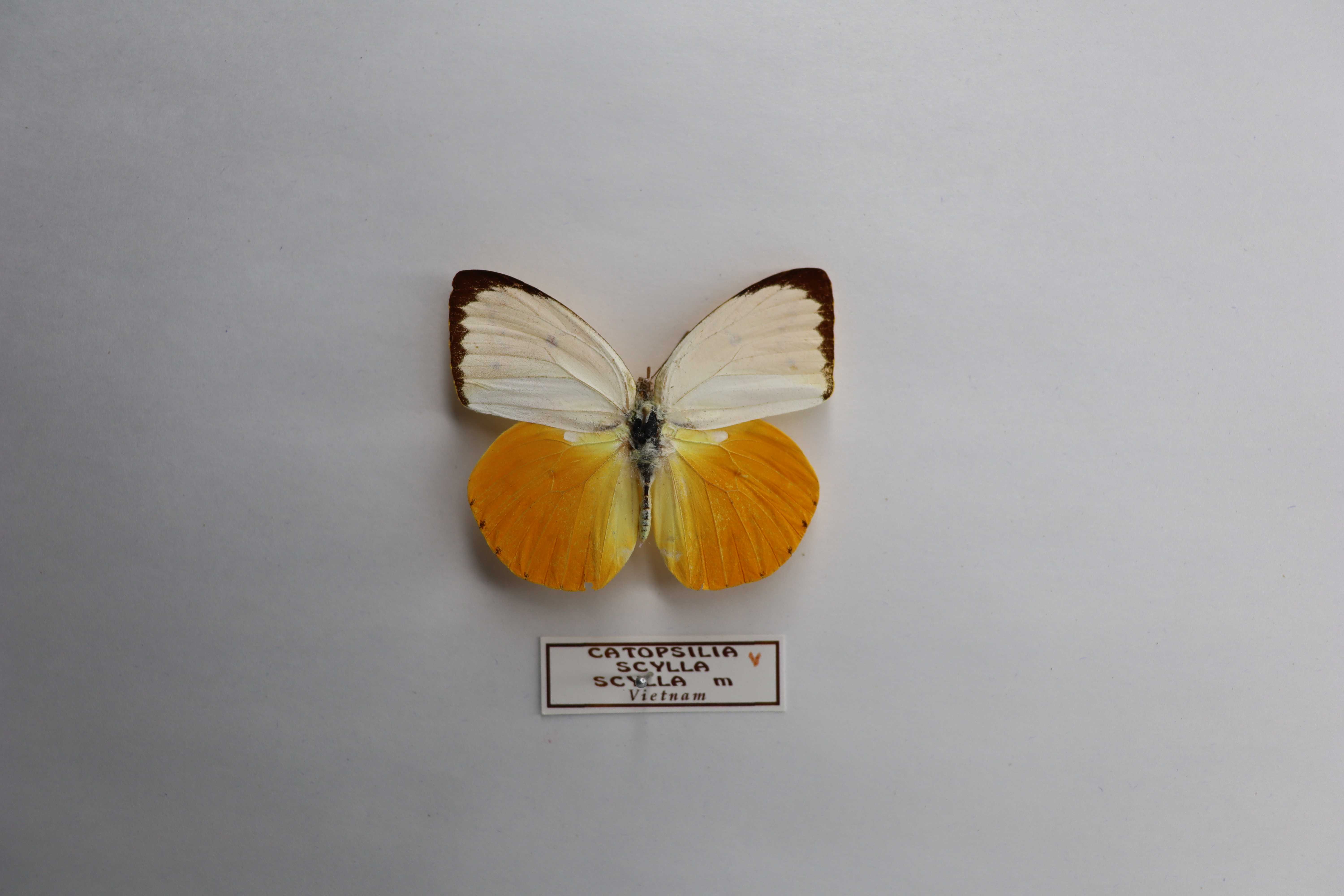 Catopsilia scylla scylla