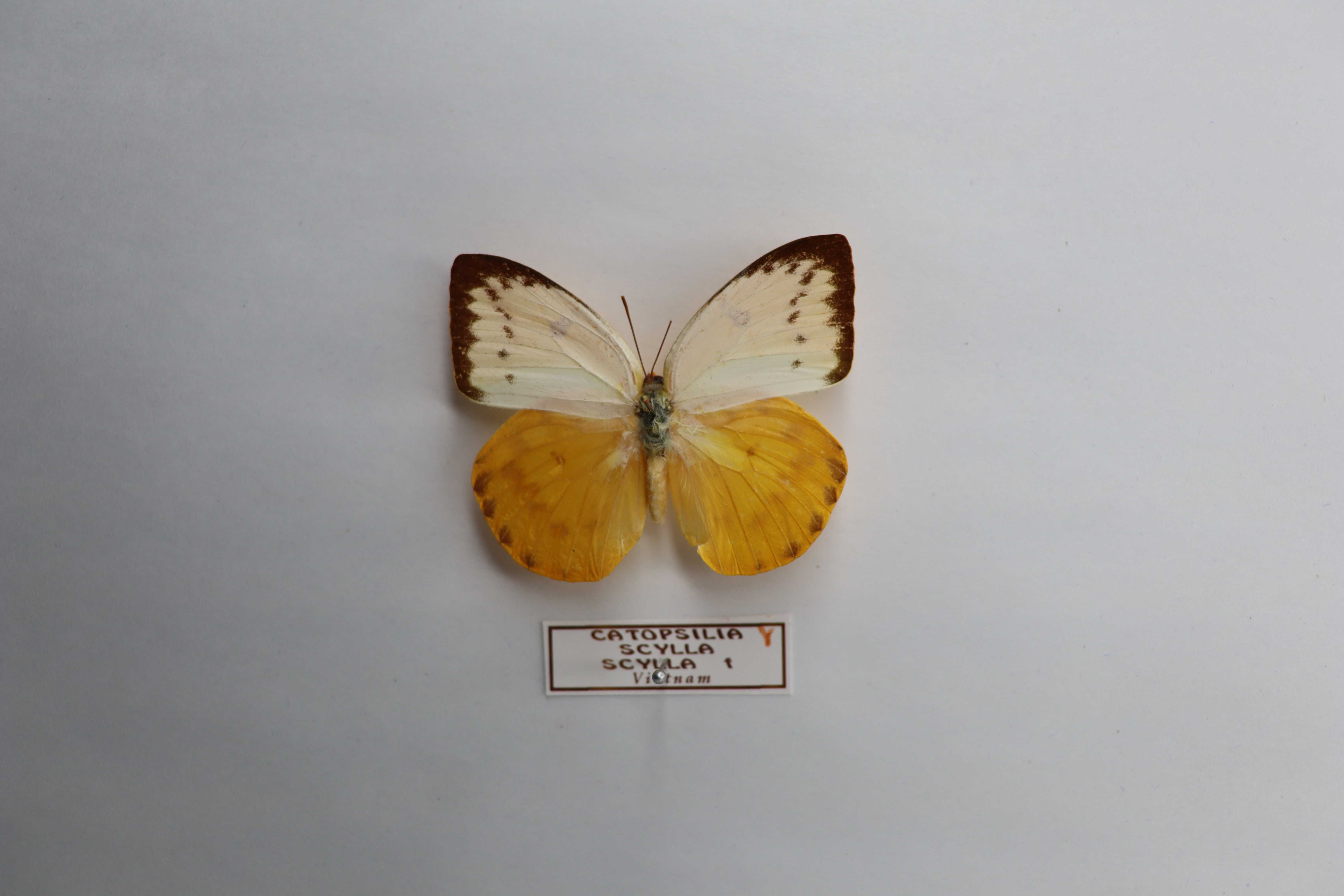 Catopsilia scylla scylla