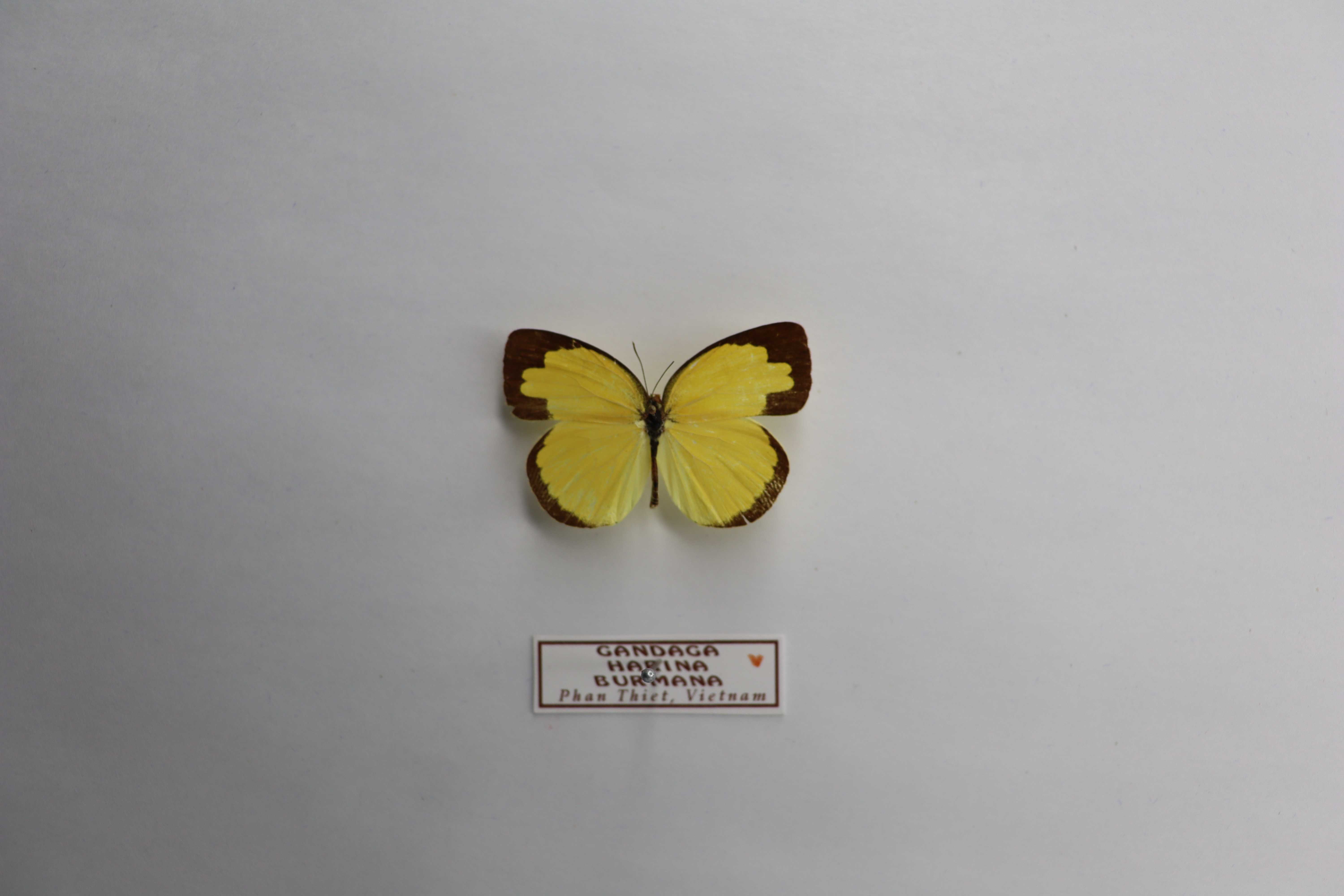 Gandaca harina burmana