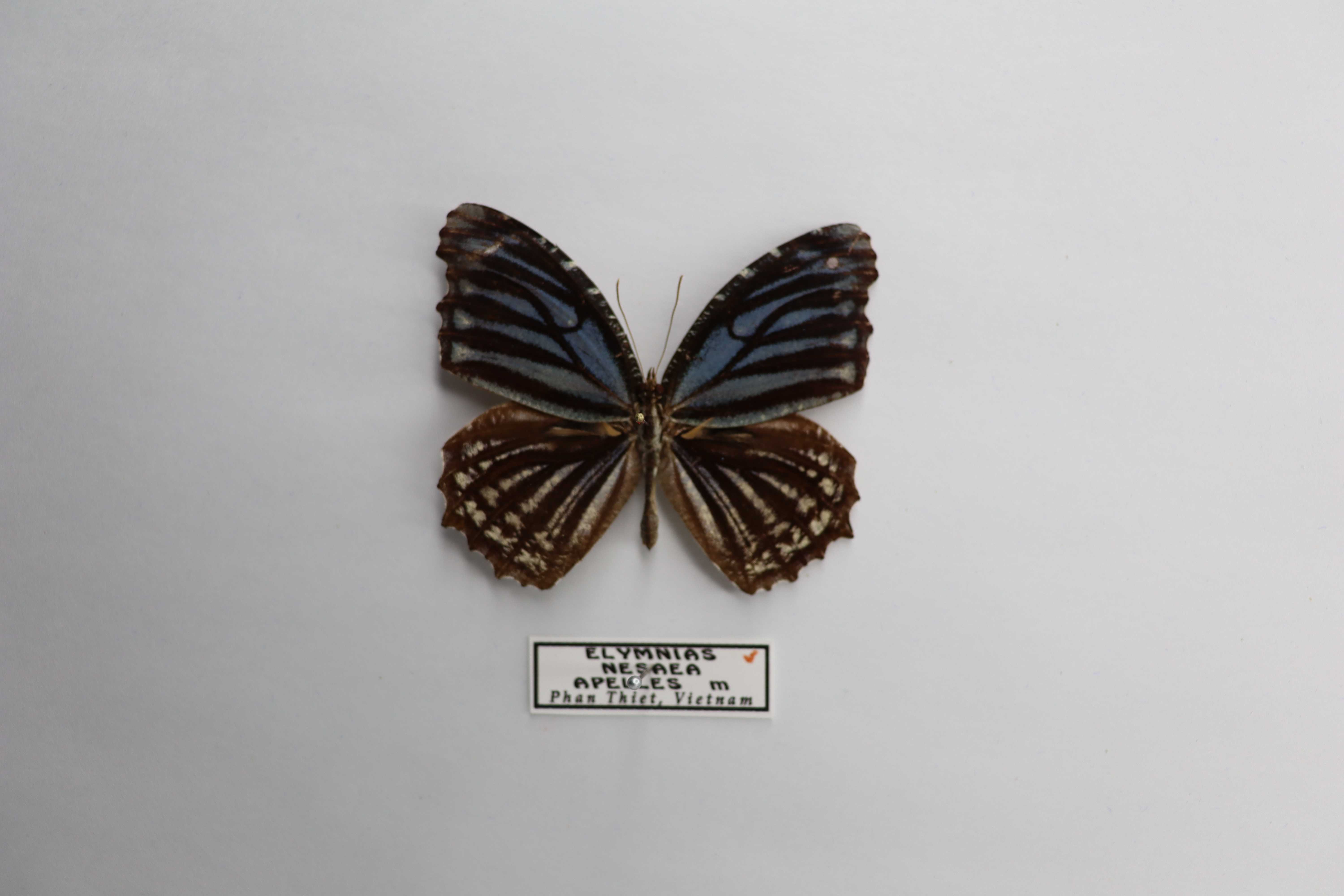 Elymnias nesaea apelles
