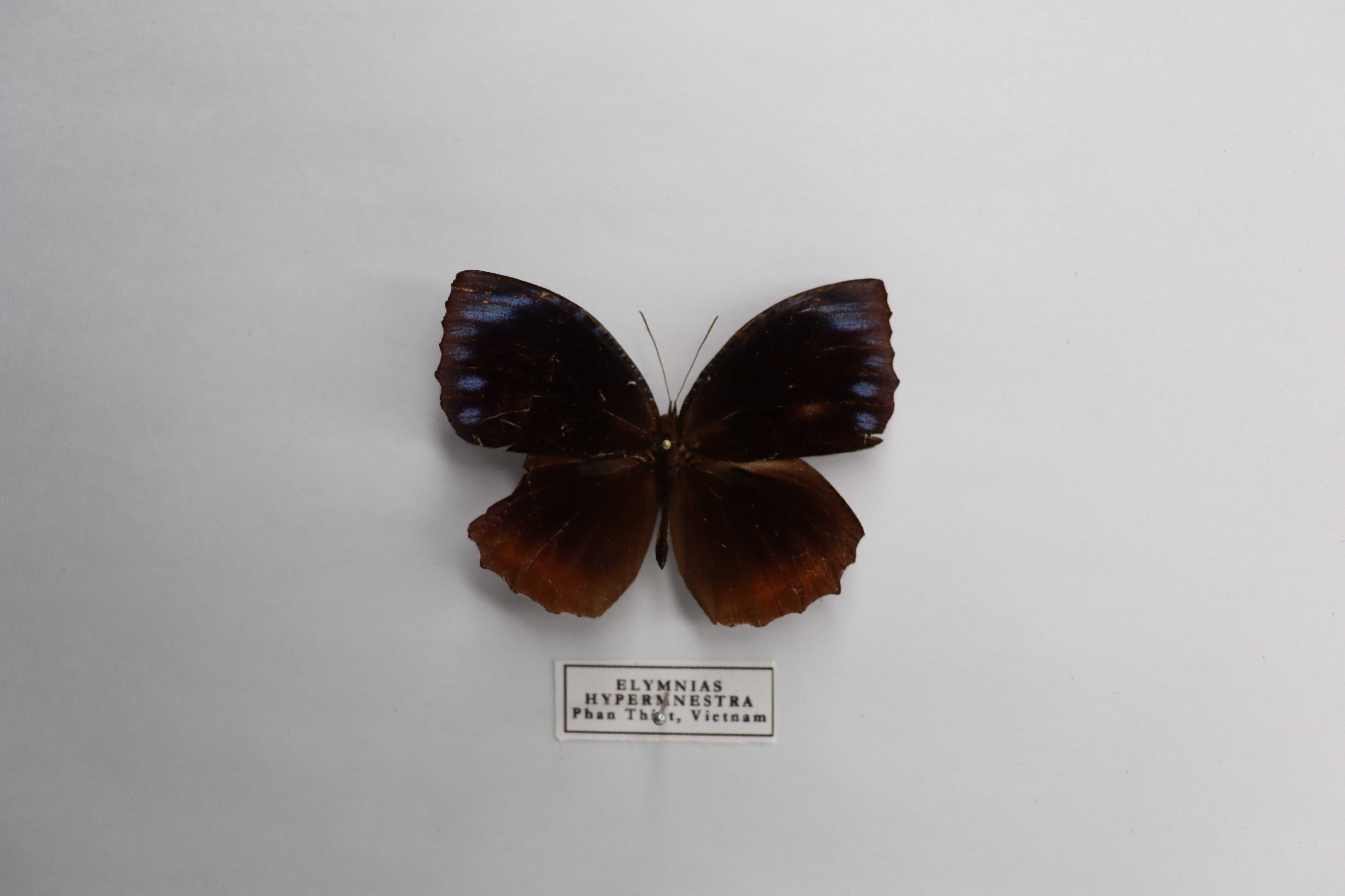 Elymnias hypermnestra