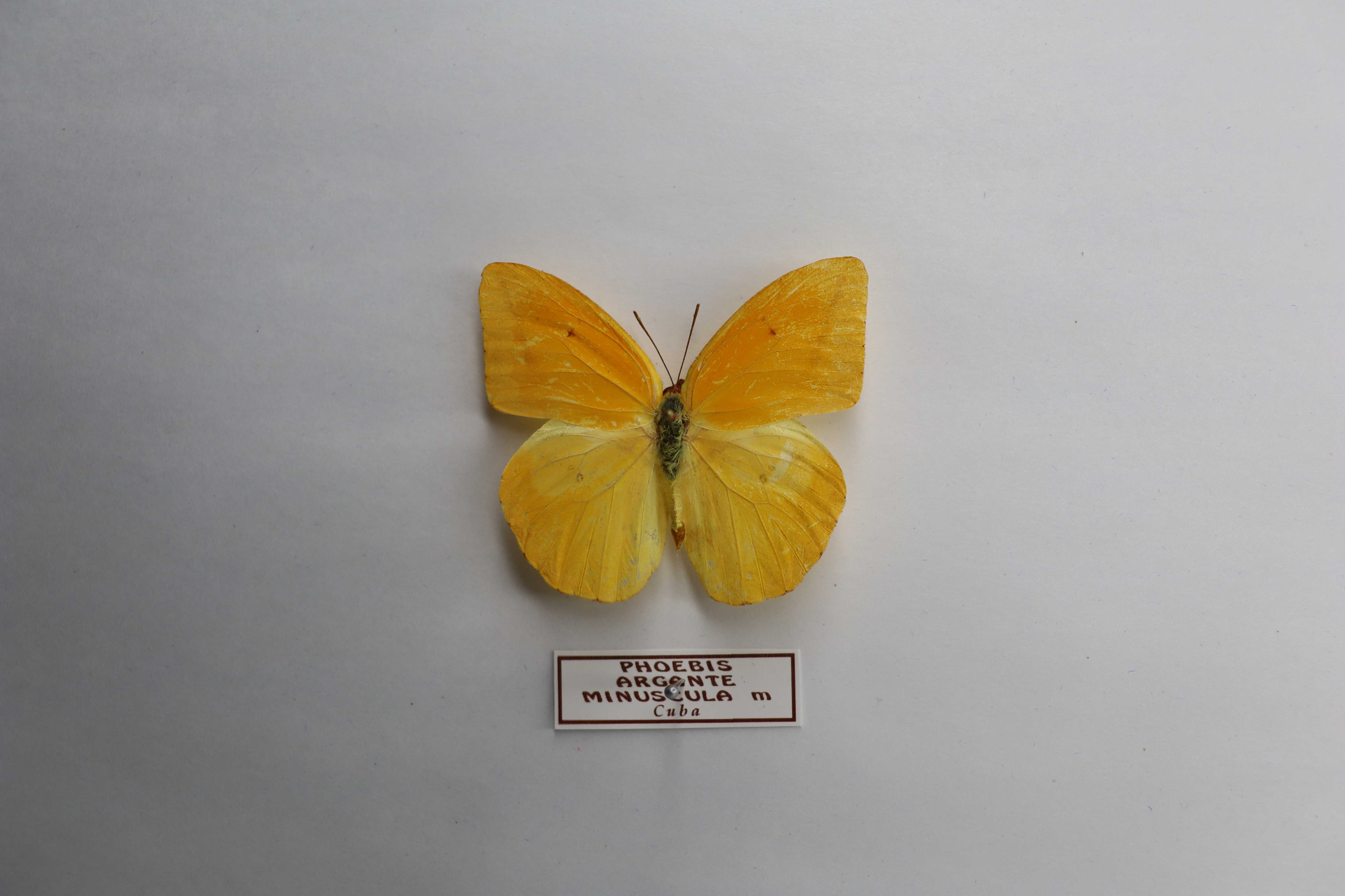 Phoebis argante minuscula