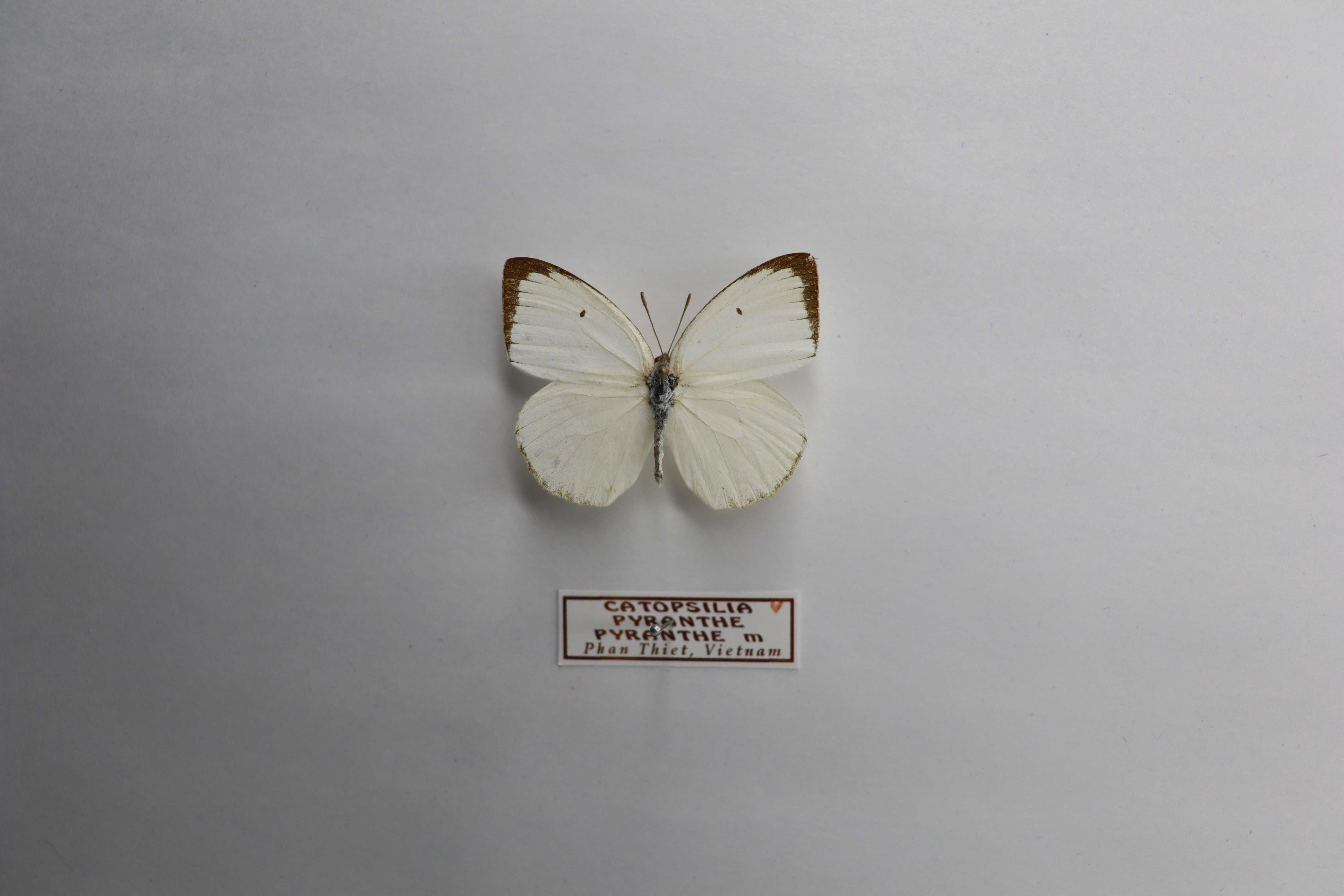 Catopsilia pyranthe pyranthe