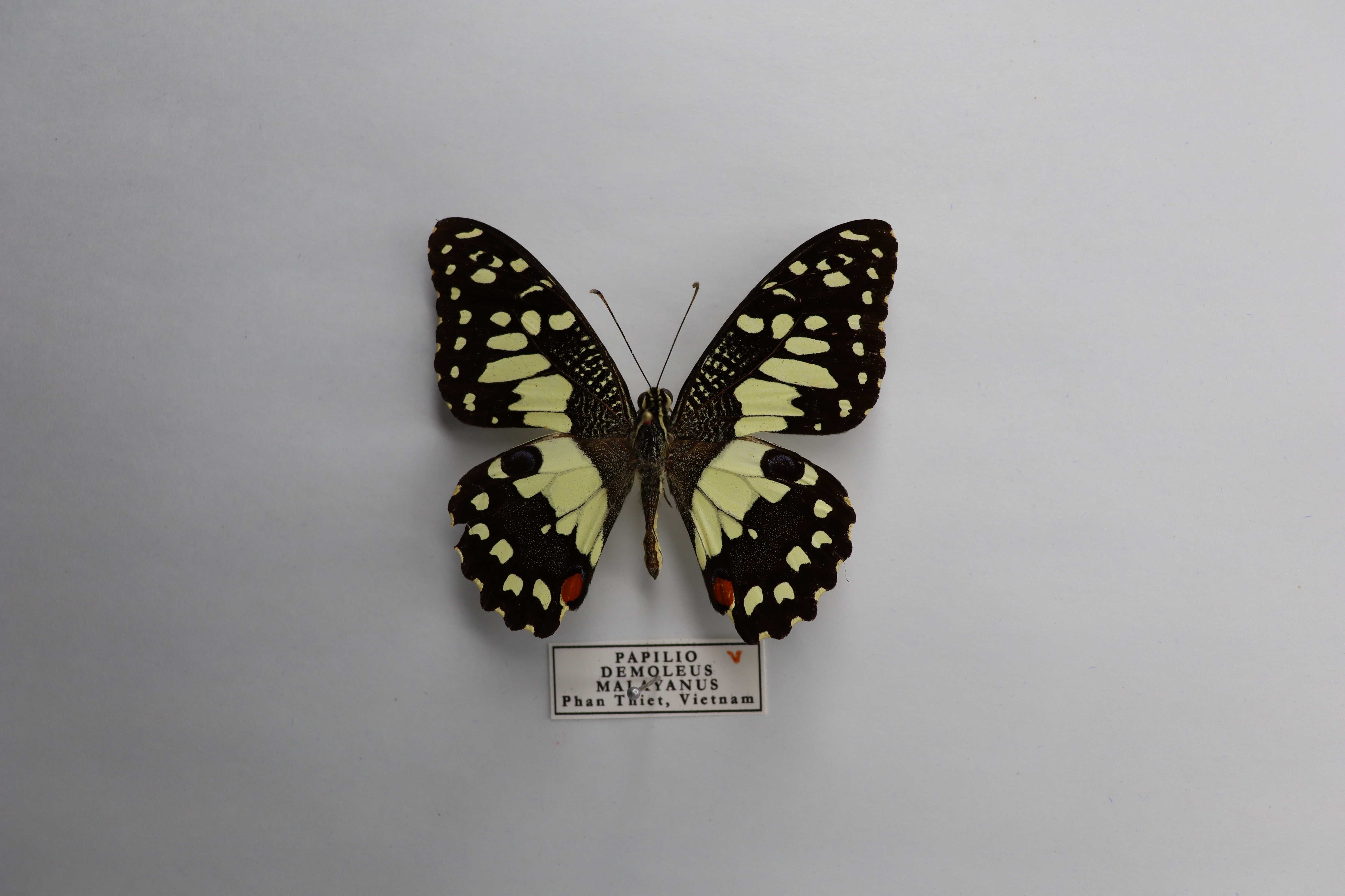 Papilio demoleus malayanus