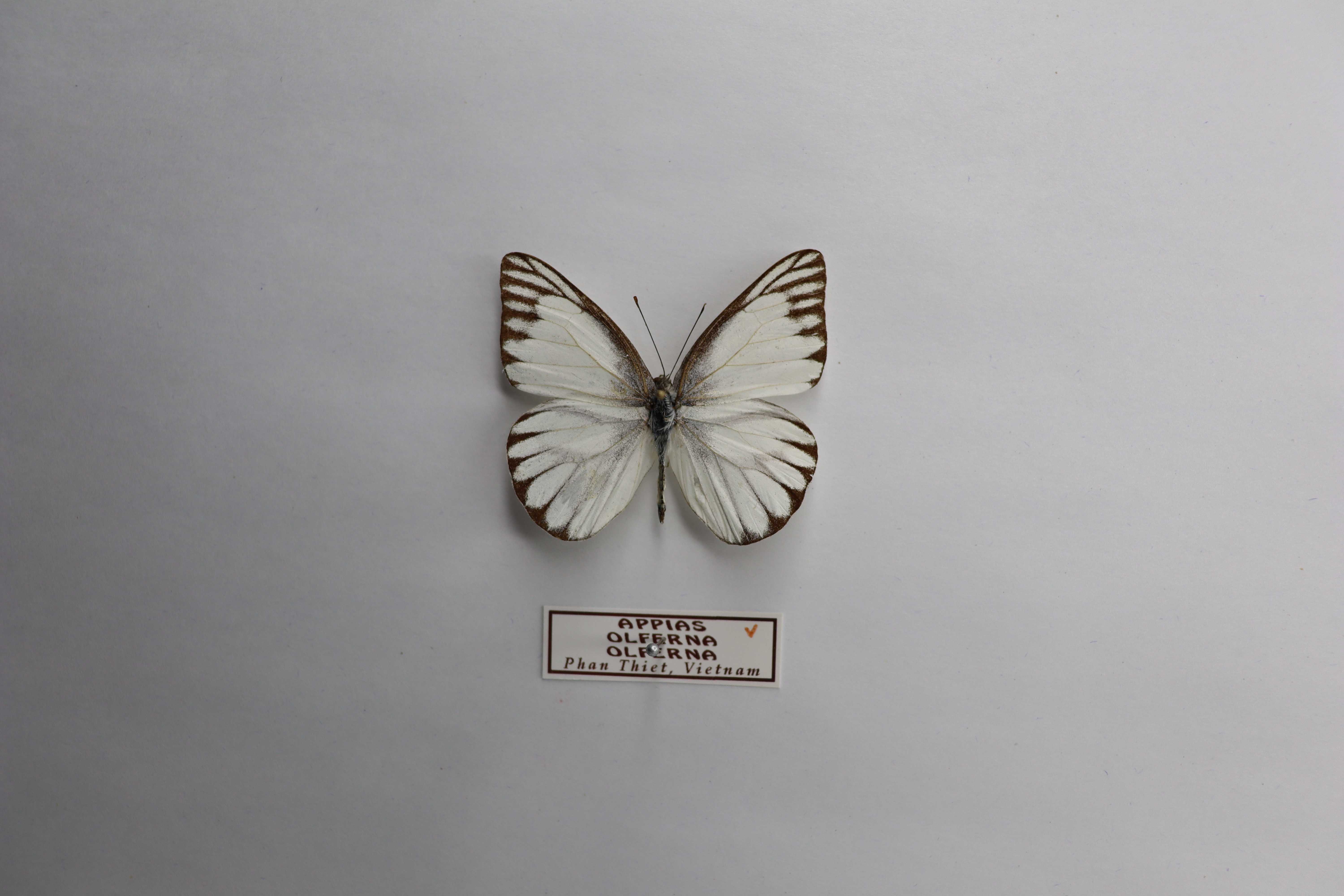 Appias olferna olferna