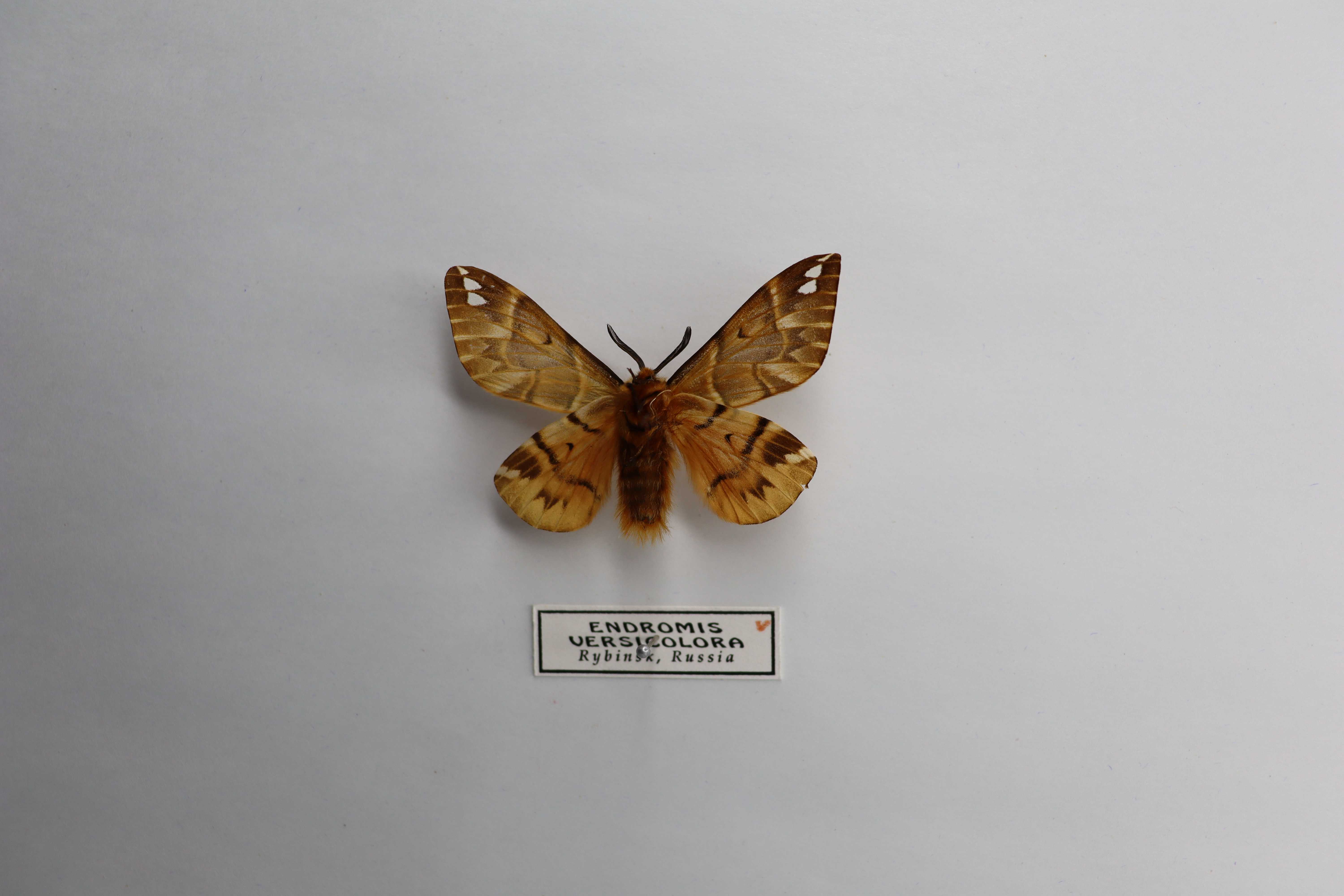 Endromis versicolora