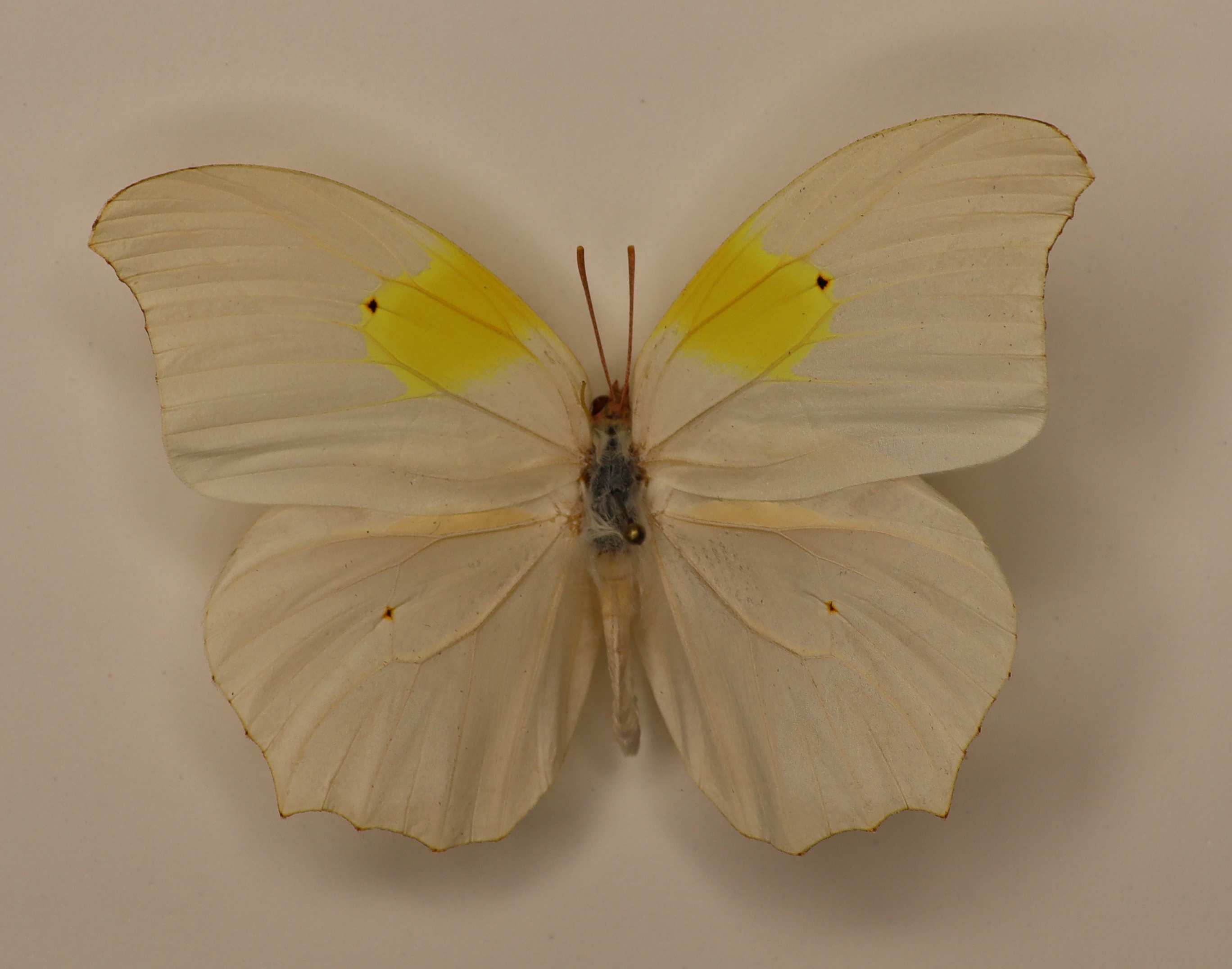 Anteos Chlorinda Peru