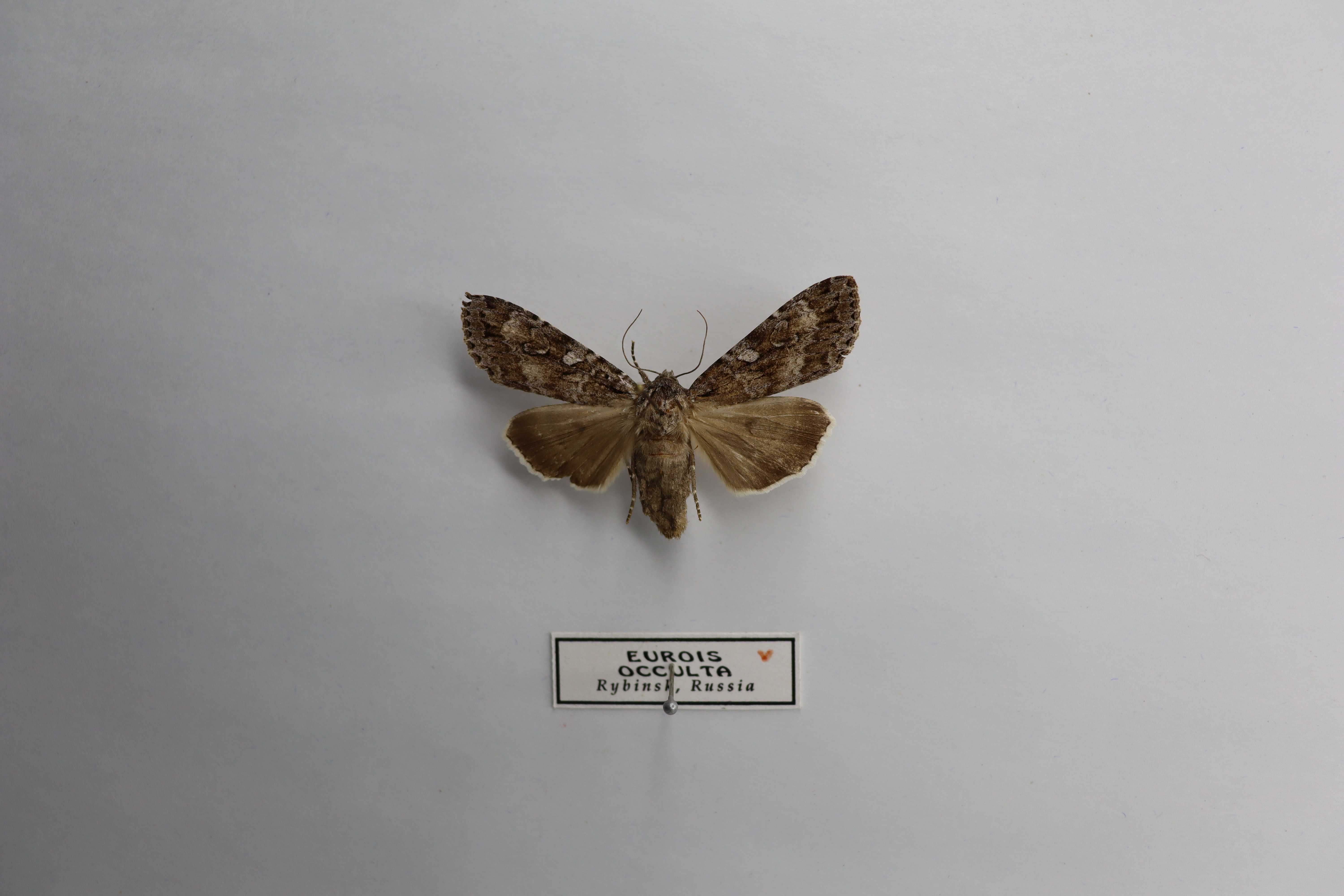 Eurois occulta