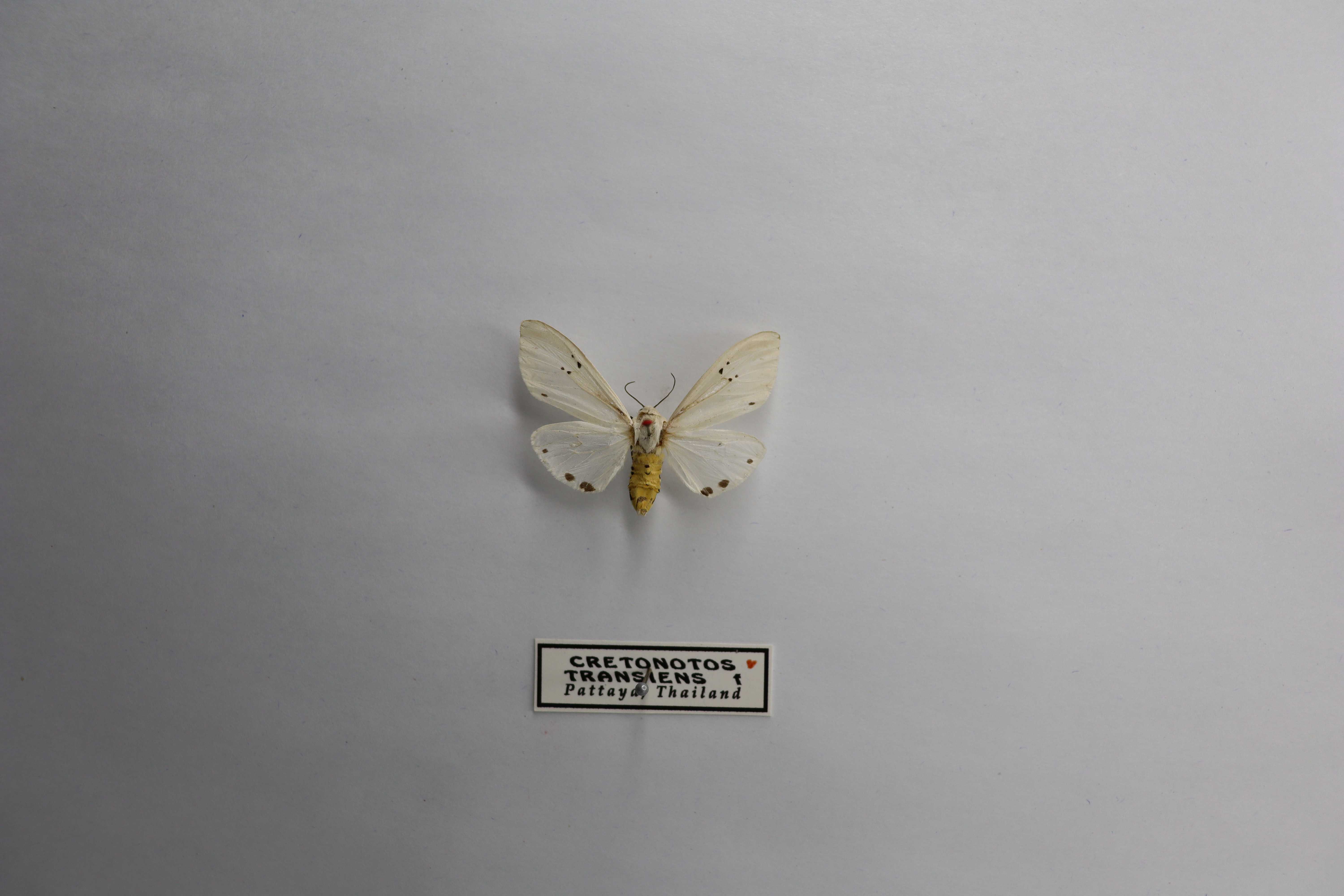 Creatonotos transiens 