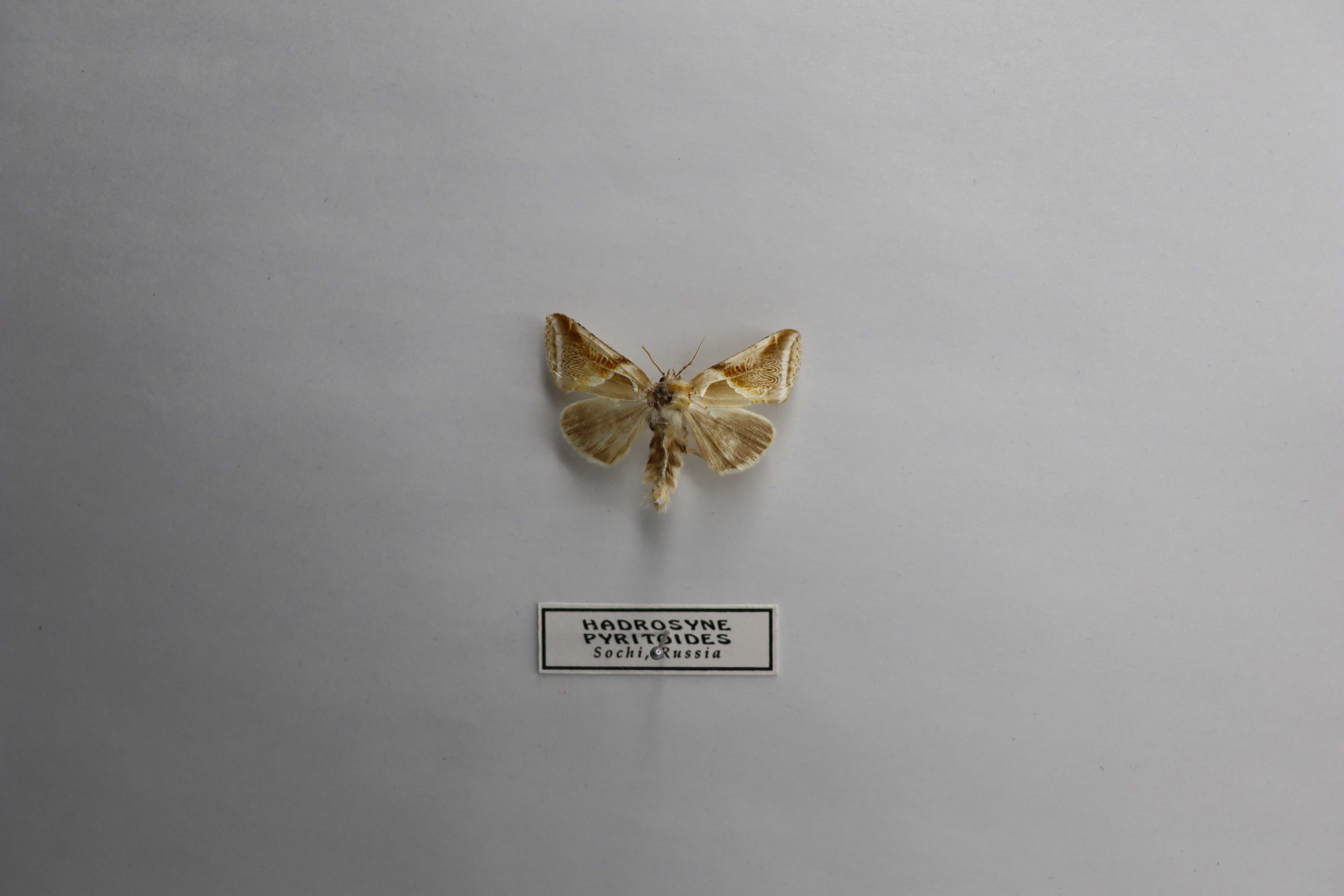 Habrosyne pyritoides