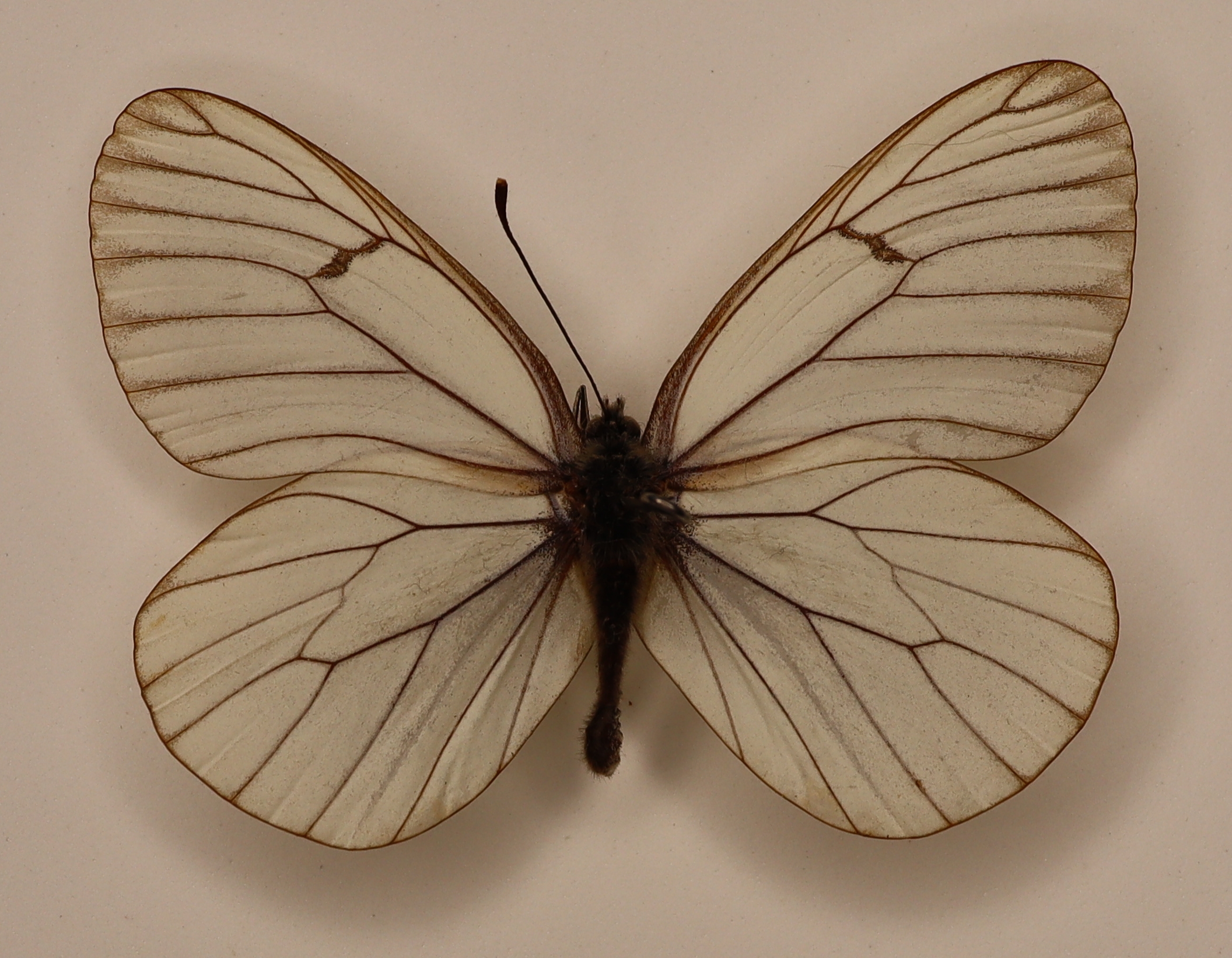 Aporia Grataegi M Rybinsk Russia