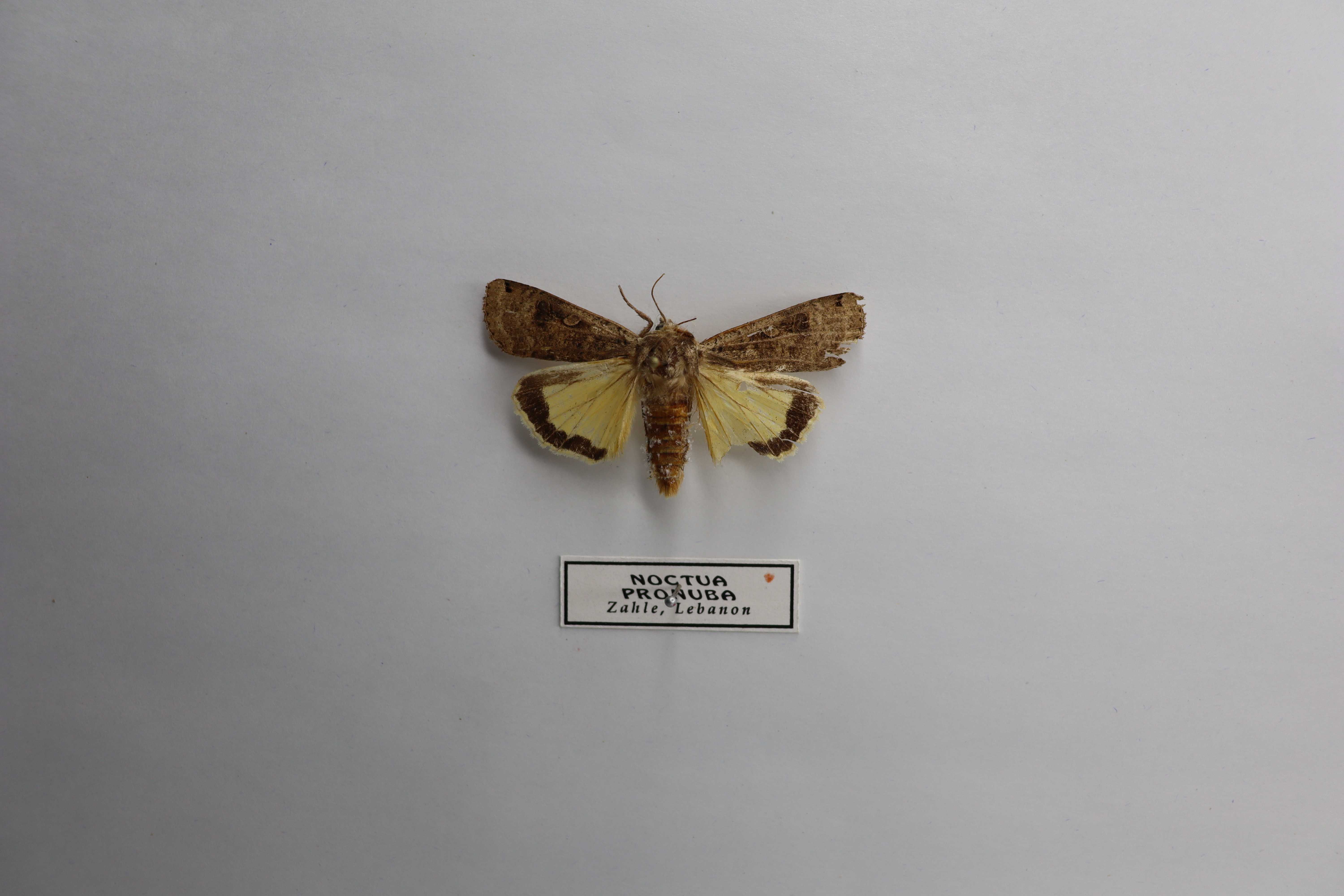 Noctua pronuba