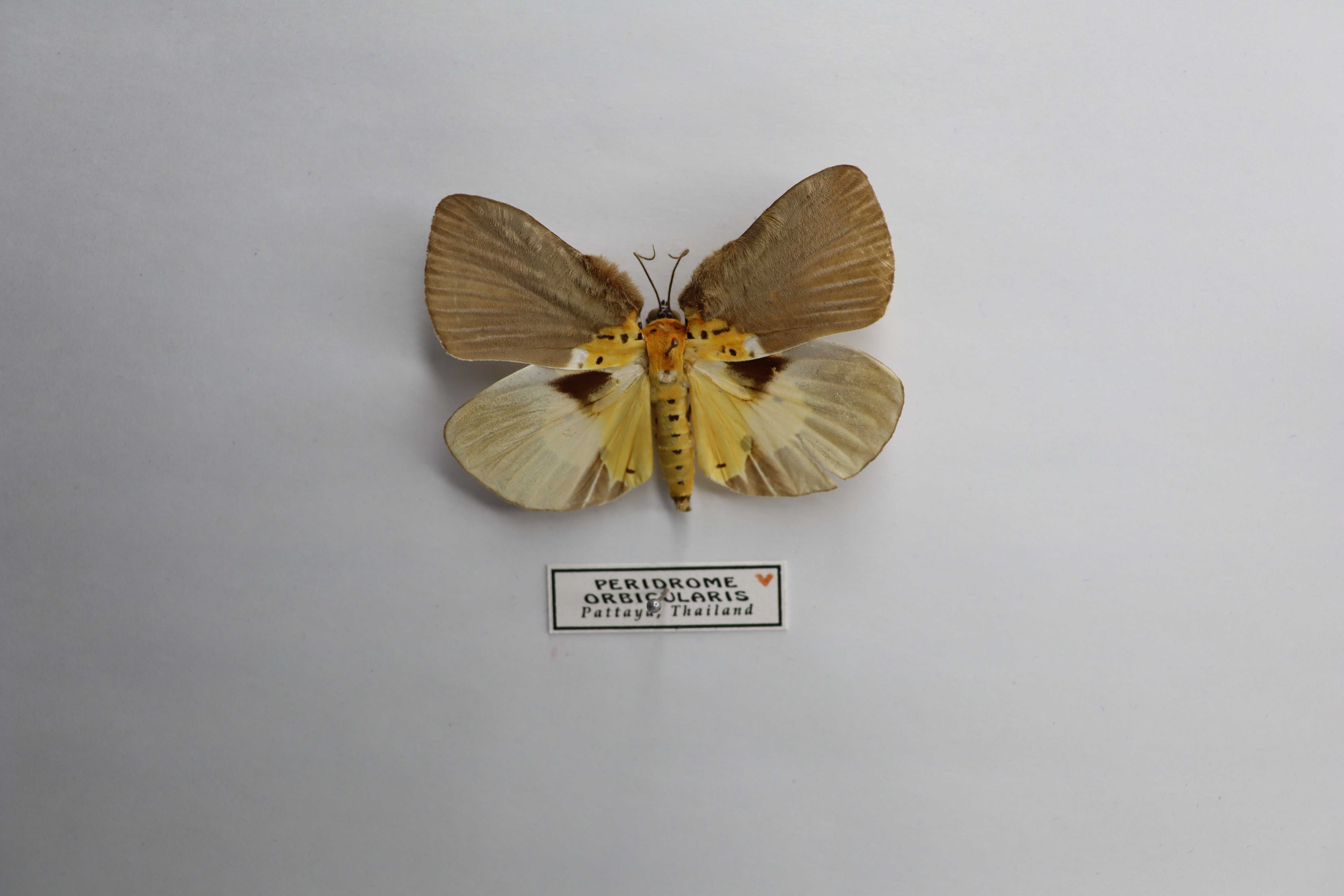 Peridrome orbicularis