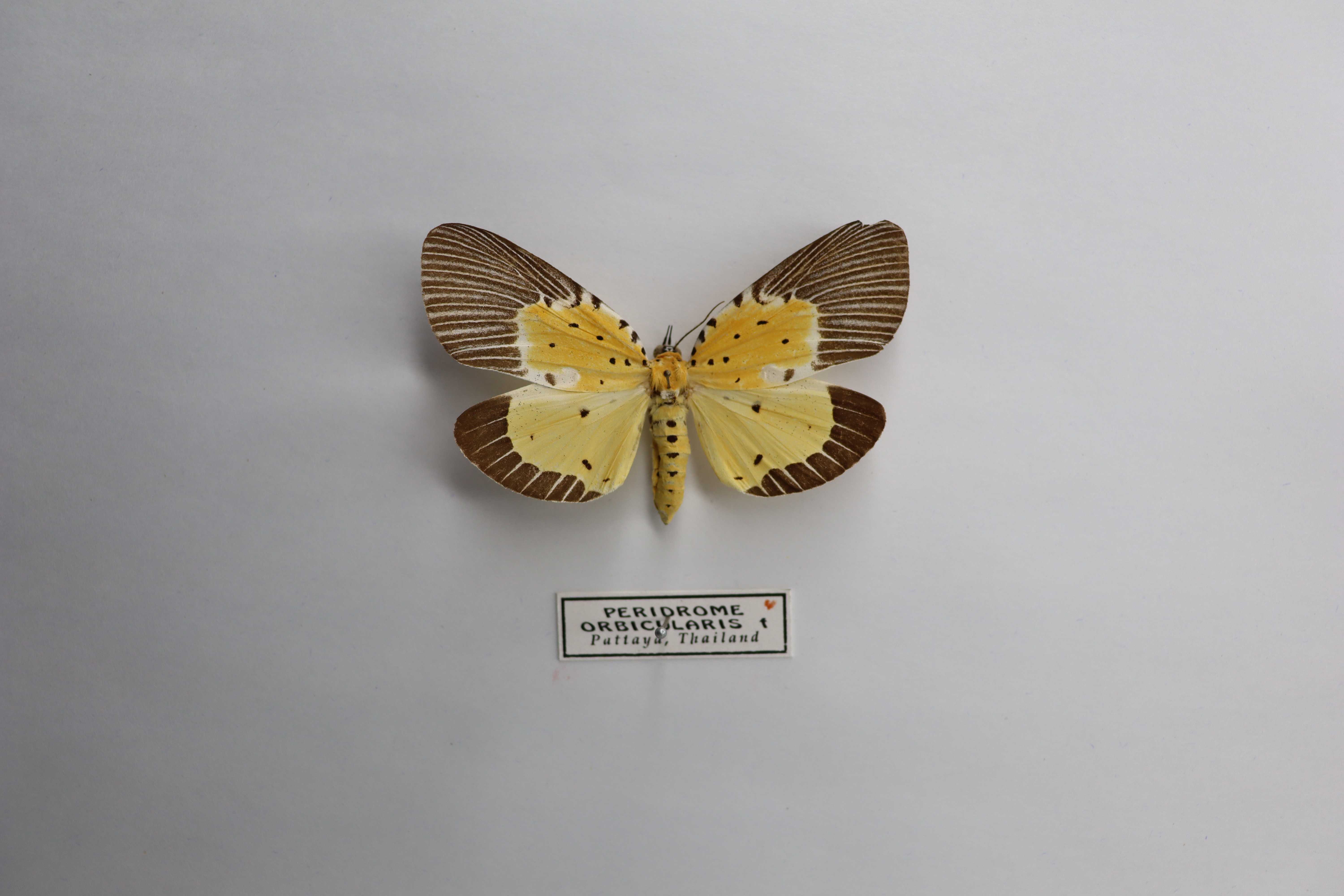 Peridrome orbicularis