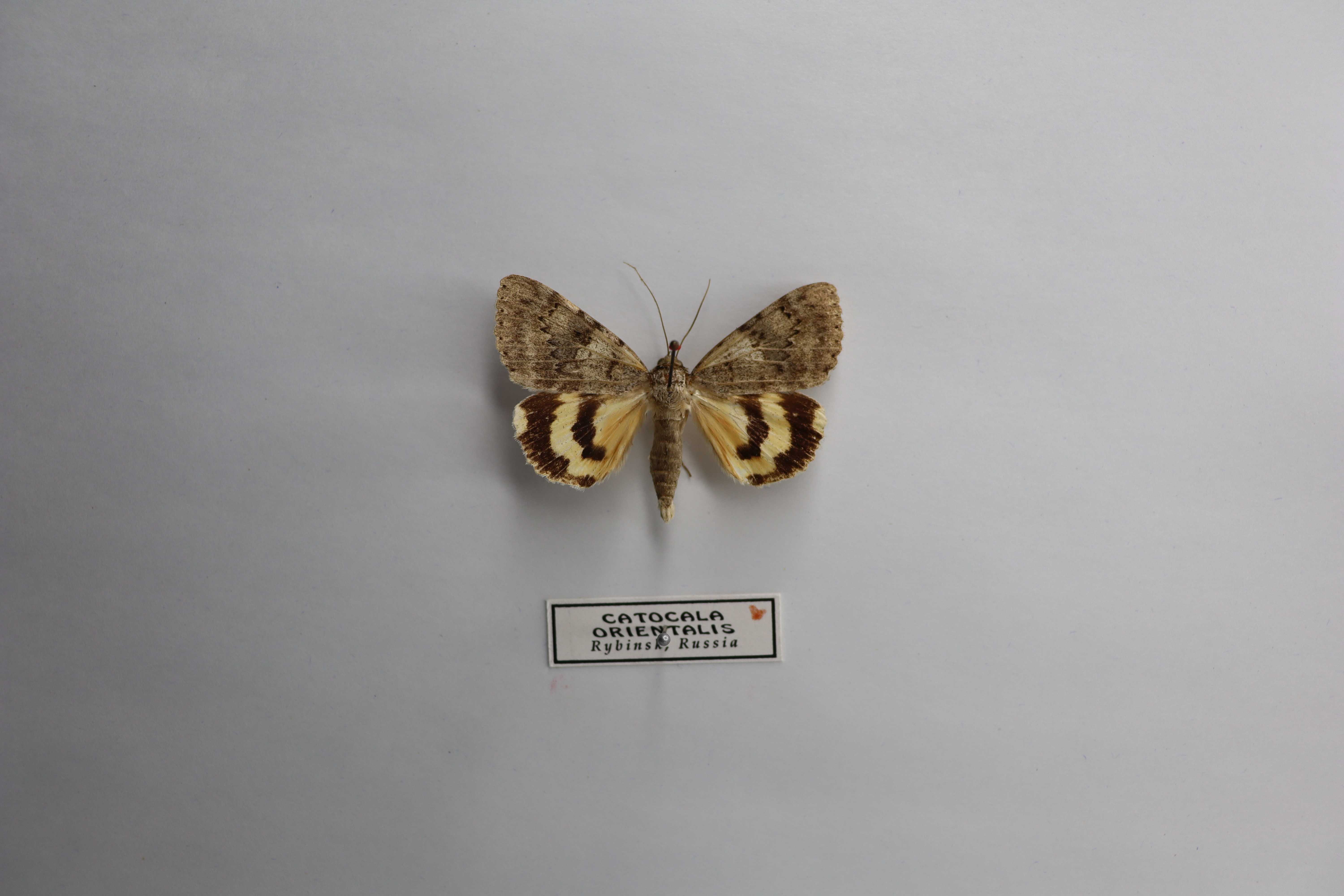 Catocala orientalis