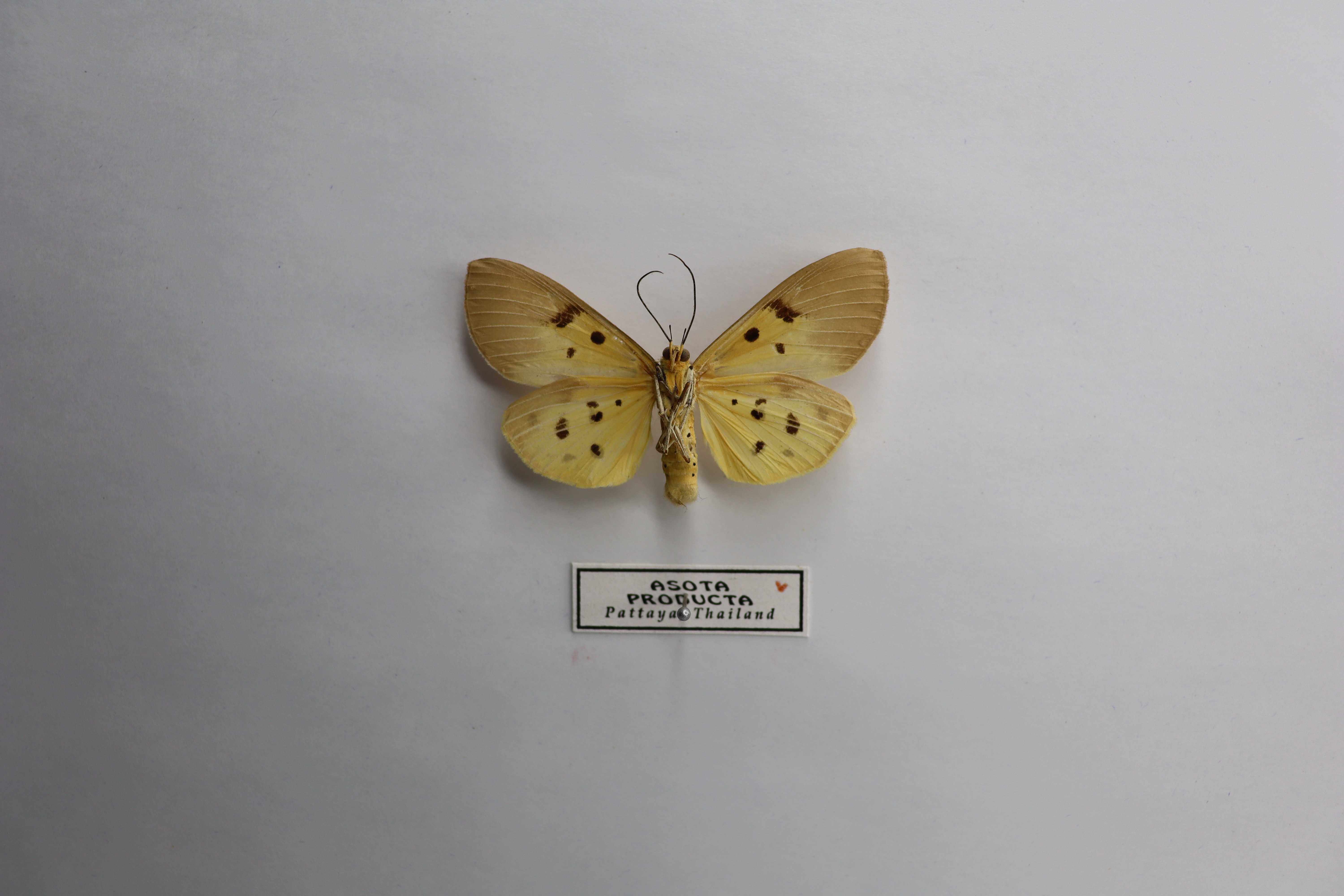 Asota producta