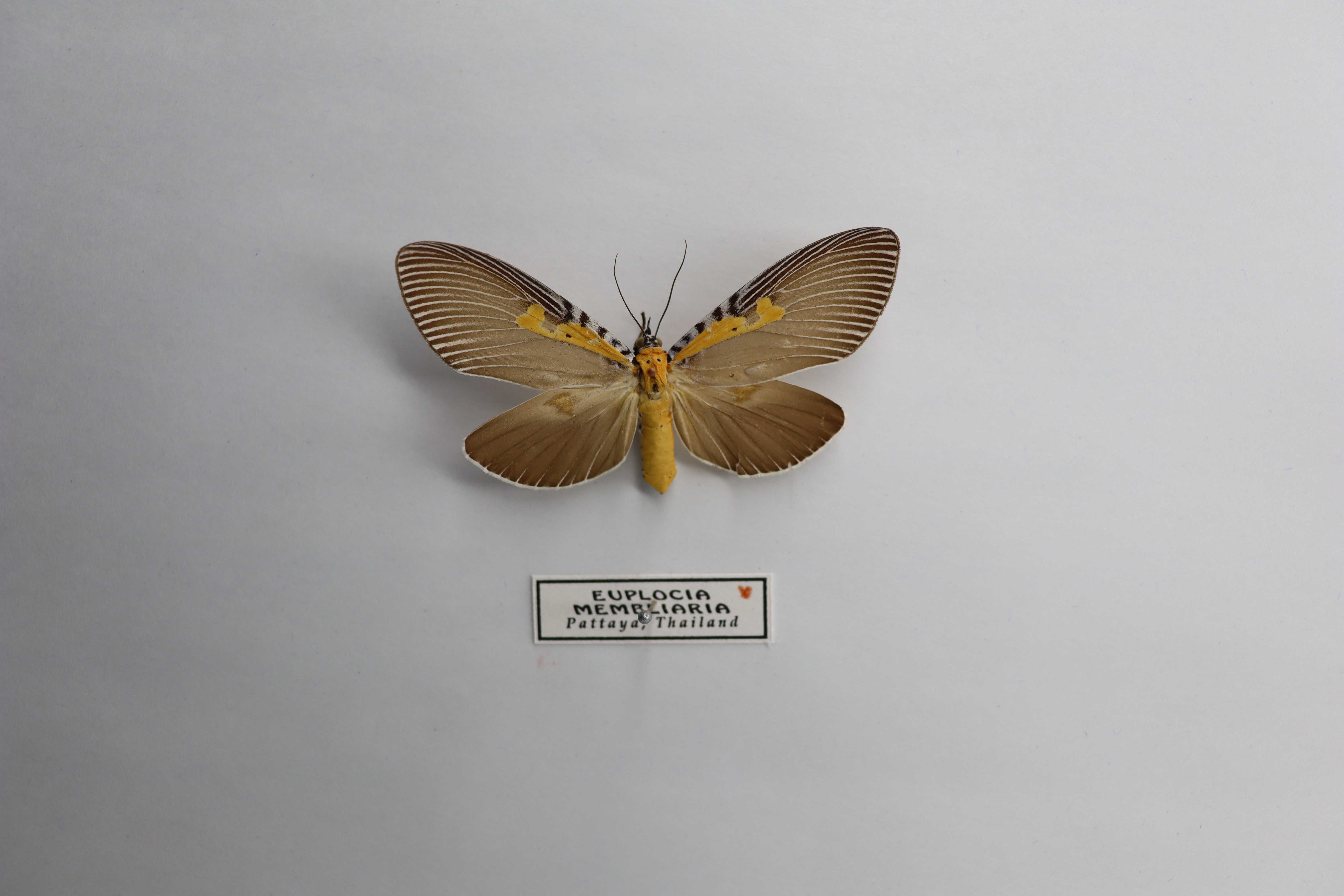Euplocia membliaria