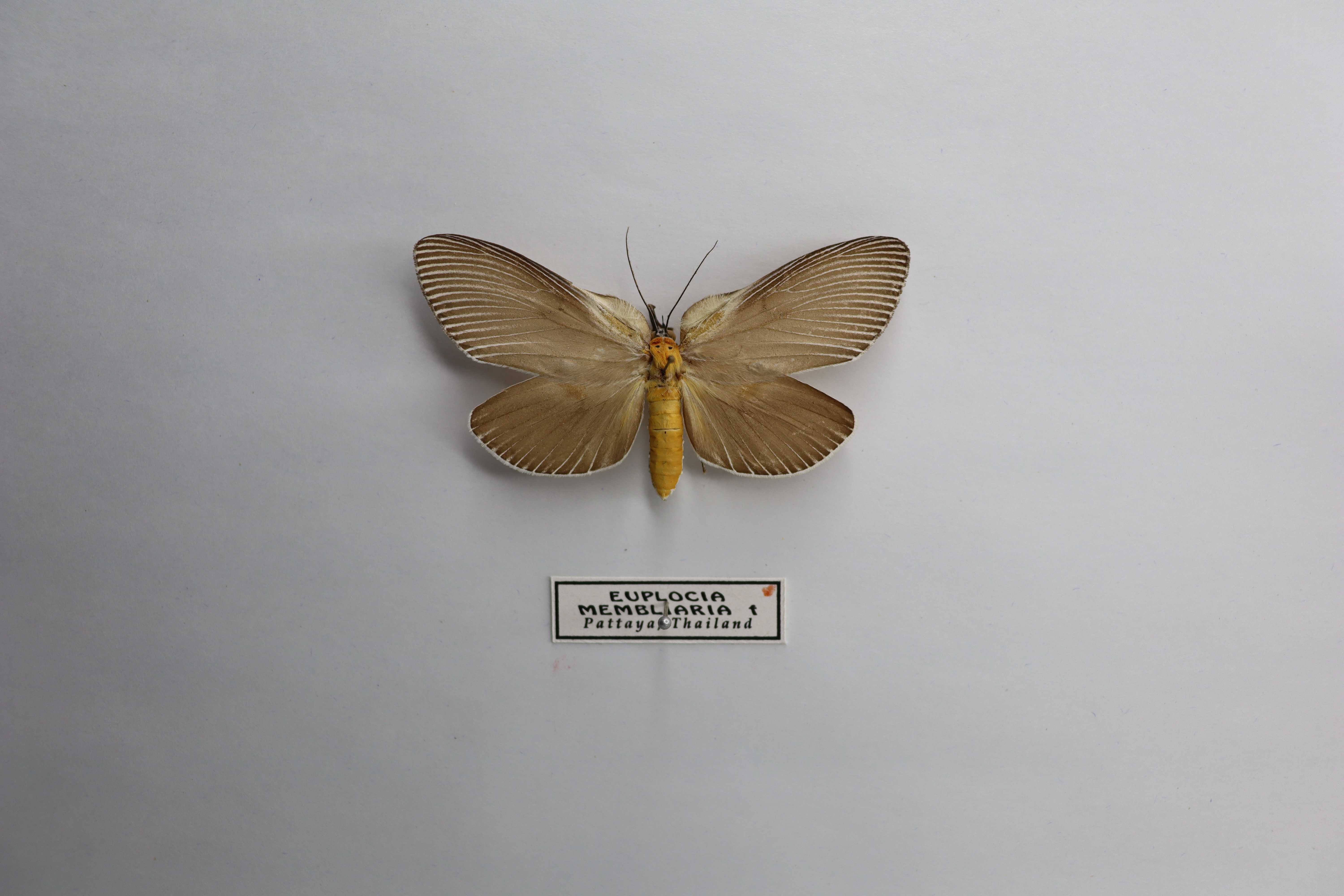 Euplocia membliaria